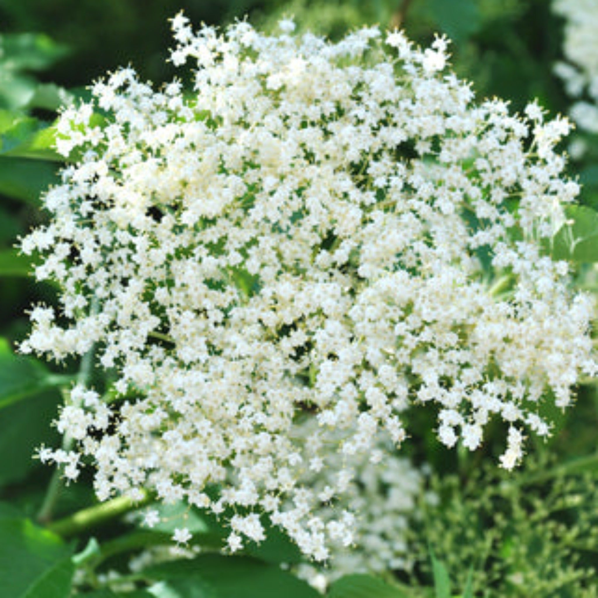 Marge Mürver (Marge Elderberry)