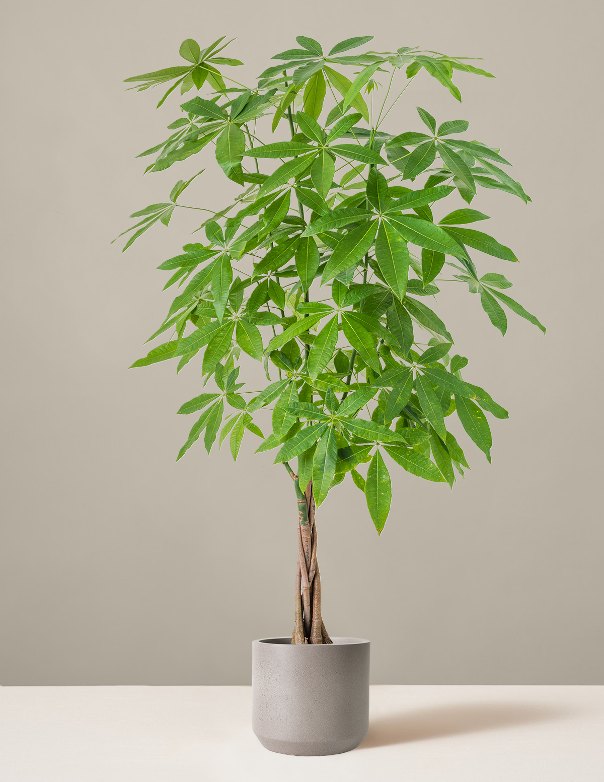 Para Ağacı (Money Tree)