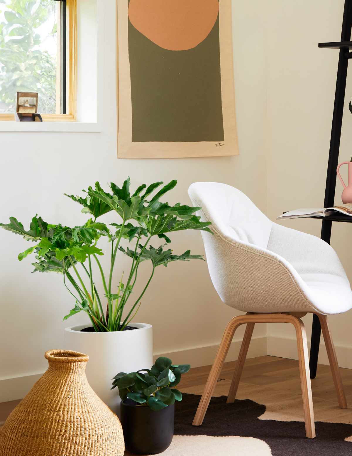 Büyük Philodendron Selloum Hope