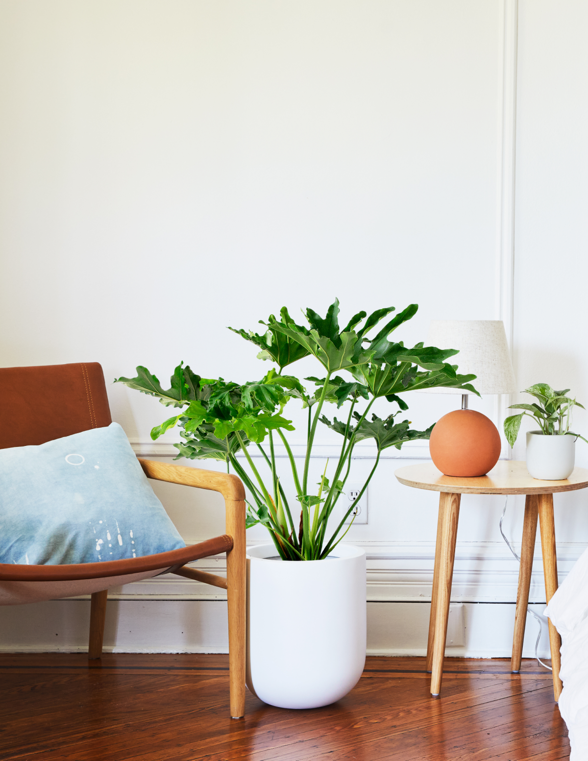 Büyük Philodendron Selloum Hope