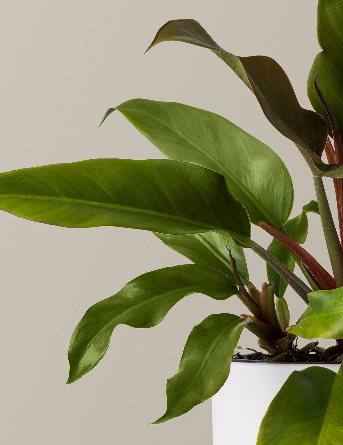 Philodendron 'Autumn'