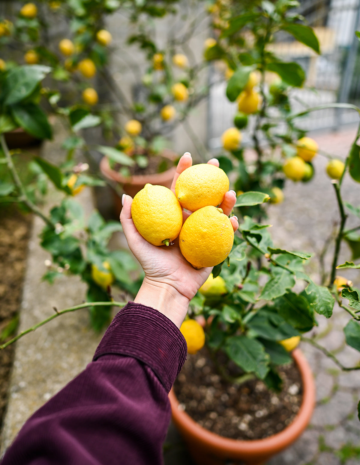 Meyer Limon Ağacı