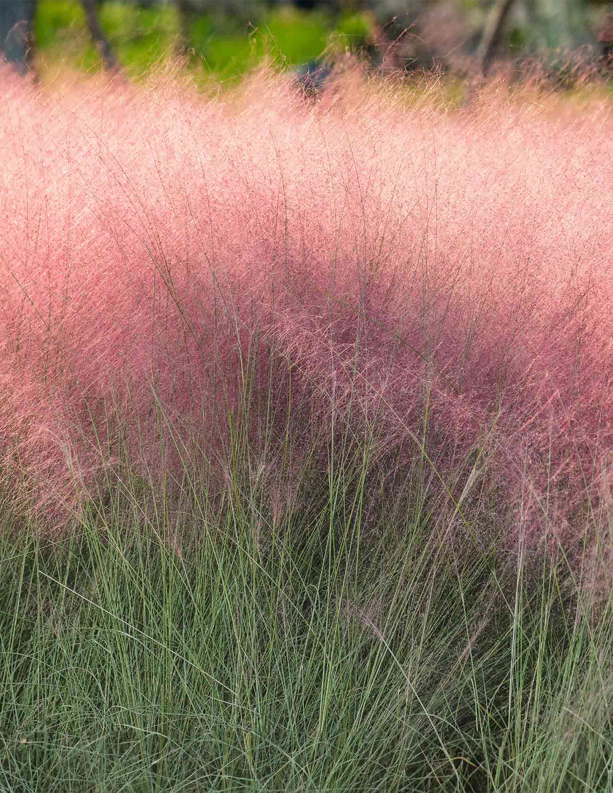 Pembe Muhly Çimi (Pink Muhly Grass)