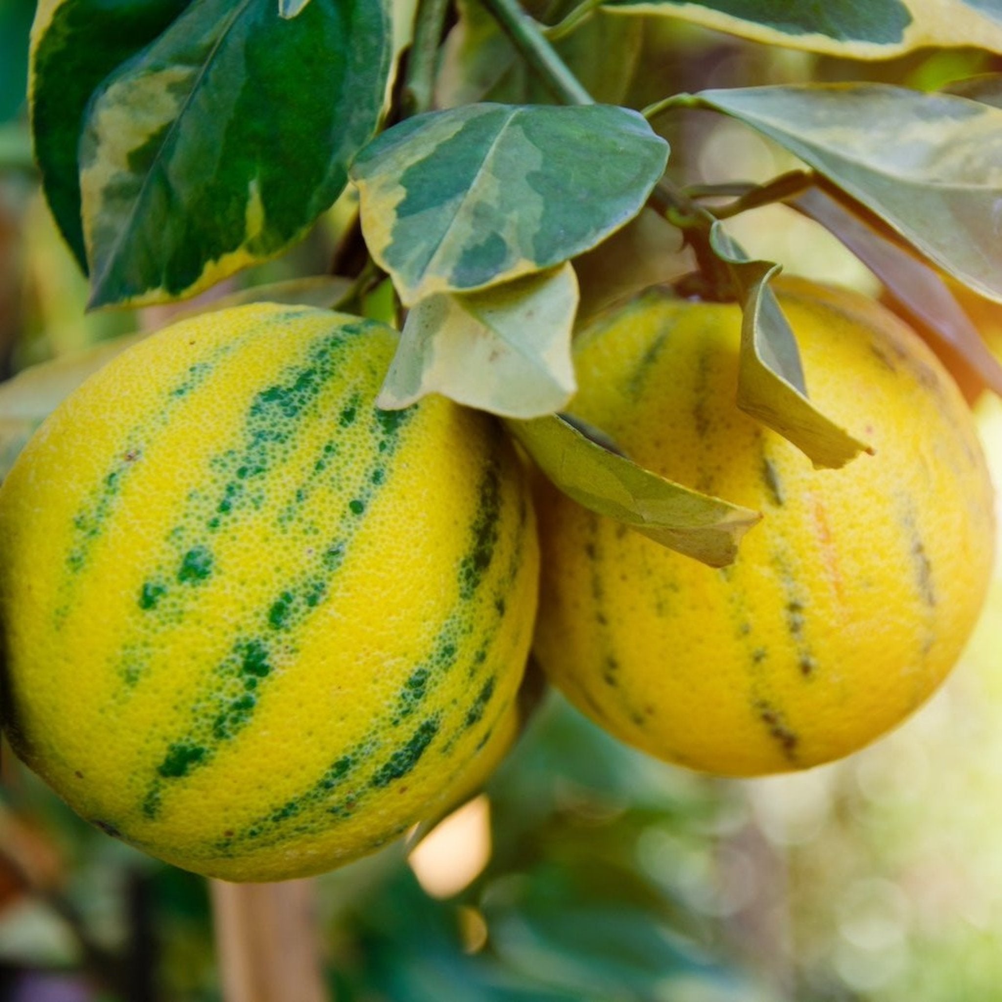 Pembe Alacalı Eureka Limon Fidanı