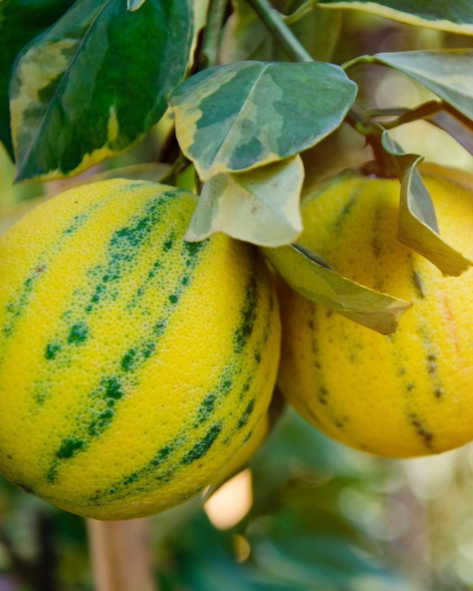 Pembe Alacalı Eureka Limon Ağacı