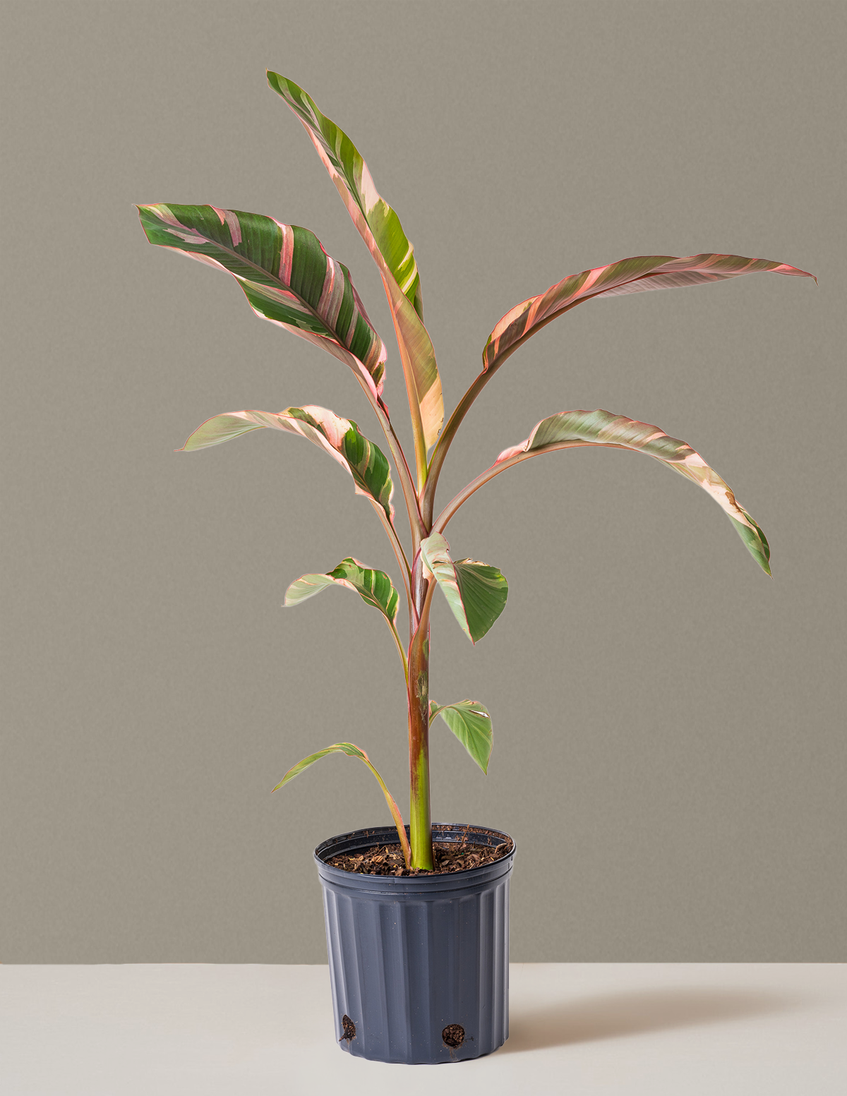 Musa Nono Pink Alacalı Muz Ağacı