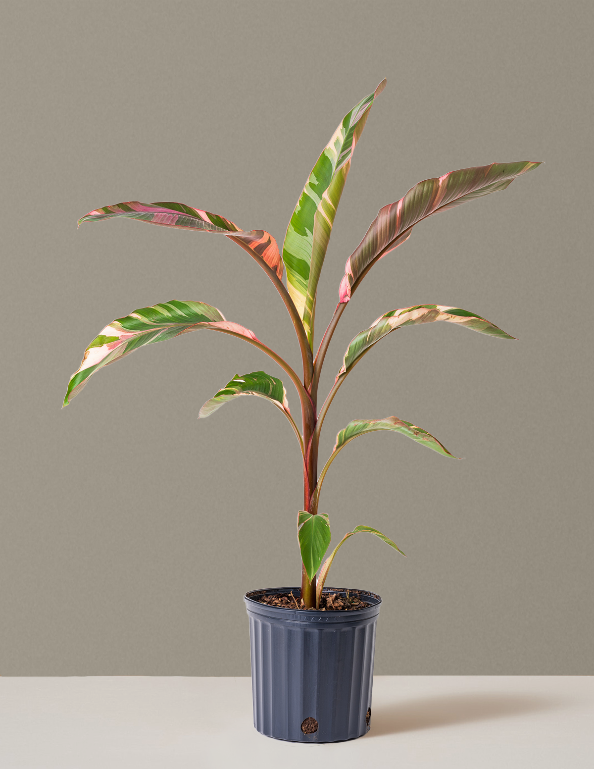 Musa Nono Pink Alacalı Muz Ağacı