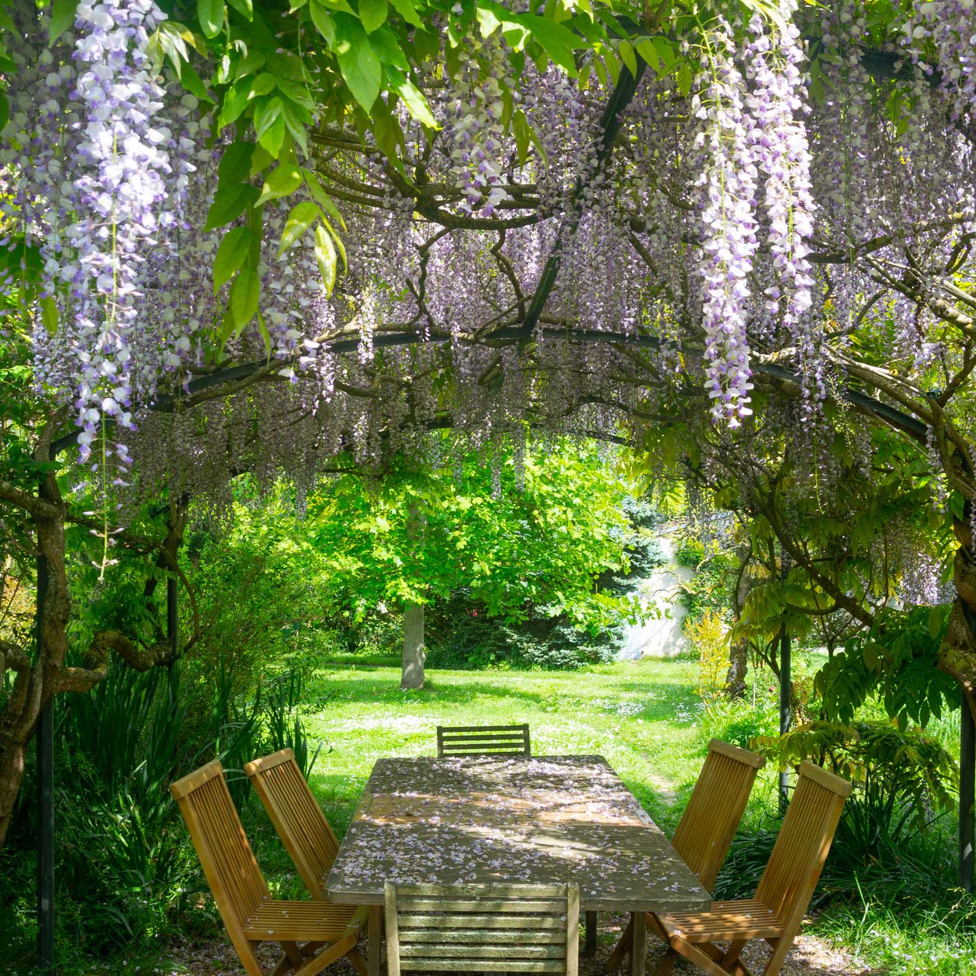 Mor Wisteria (Mor Salkım)