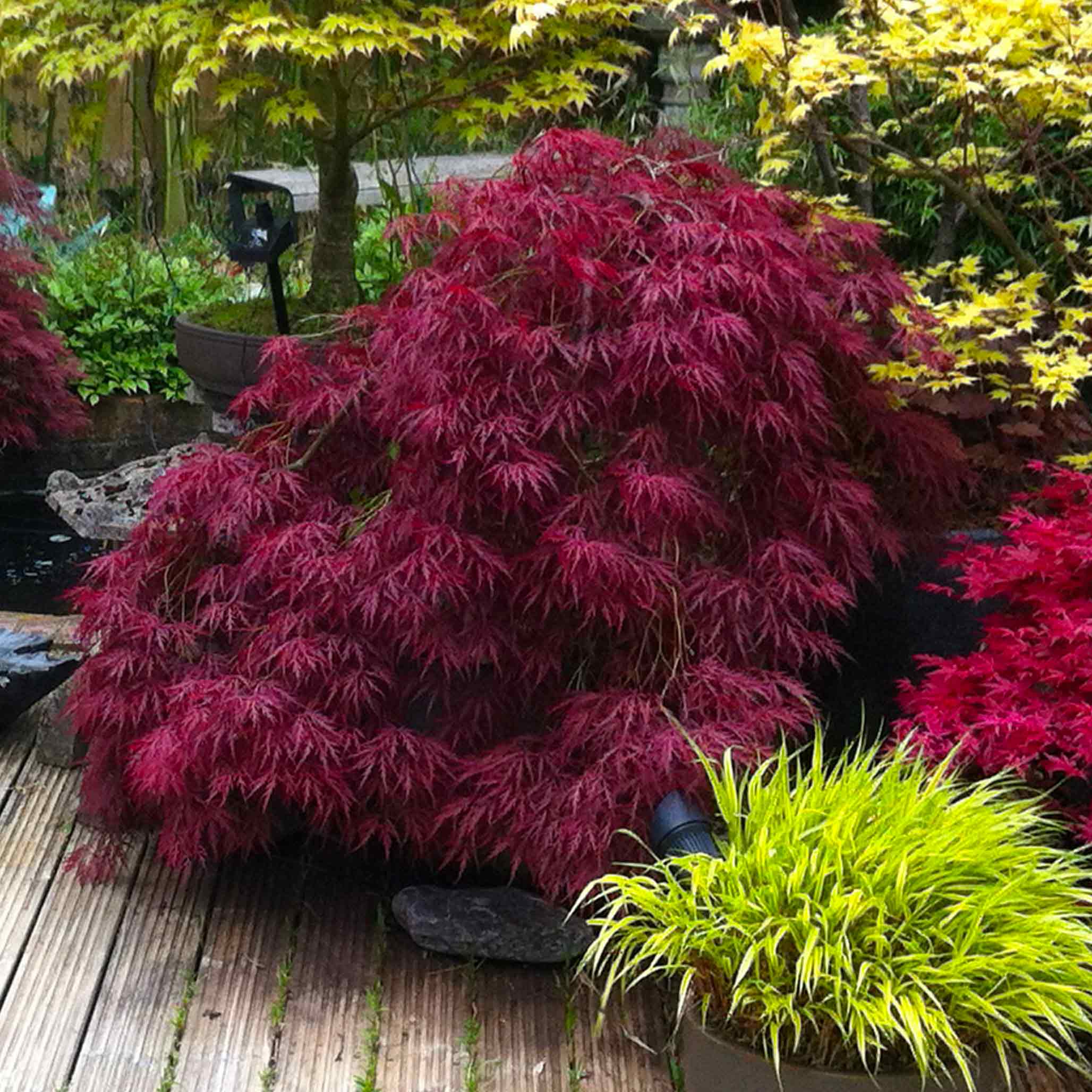 Red Dragon Japon Akçaağacı