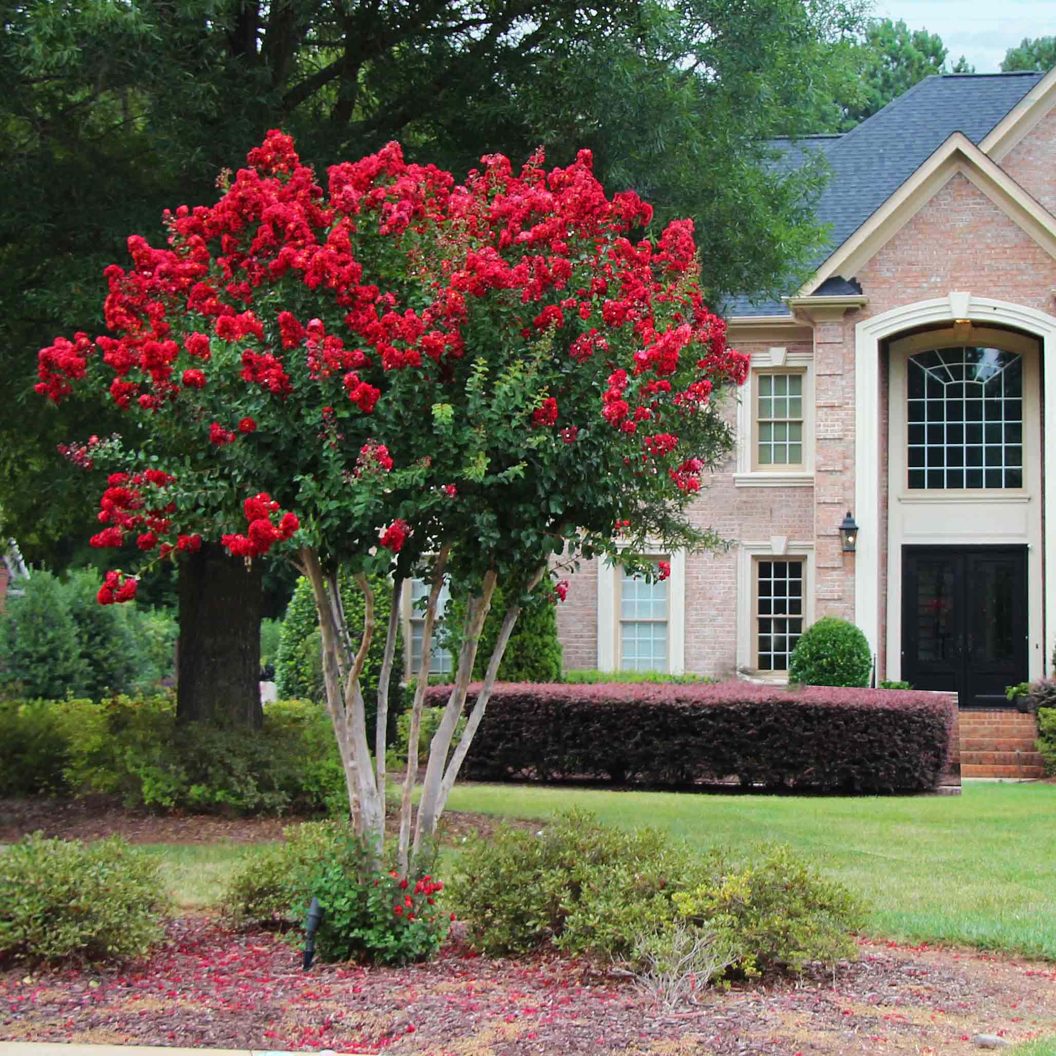 Scarlet Colorama™ Oya Ağacı (Crapemyrtle)
