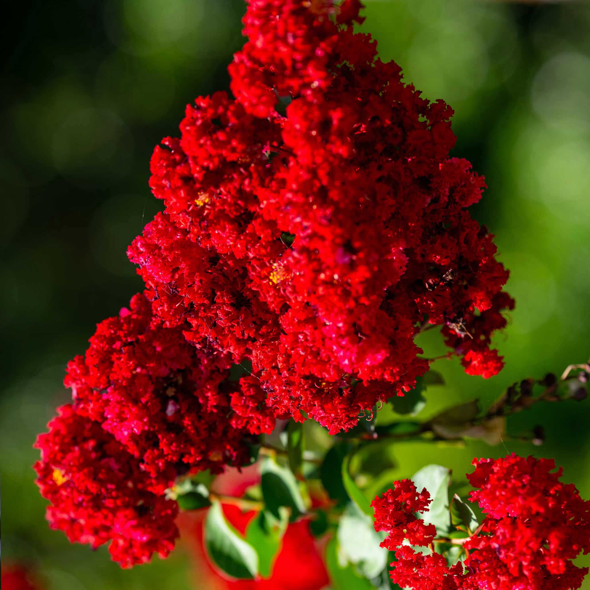 Scarlet Colorama™ Oya Ağacı (Crapemyrtle)