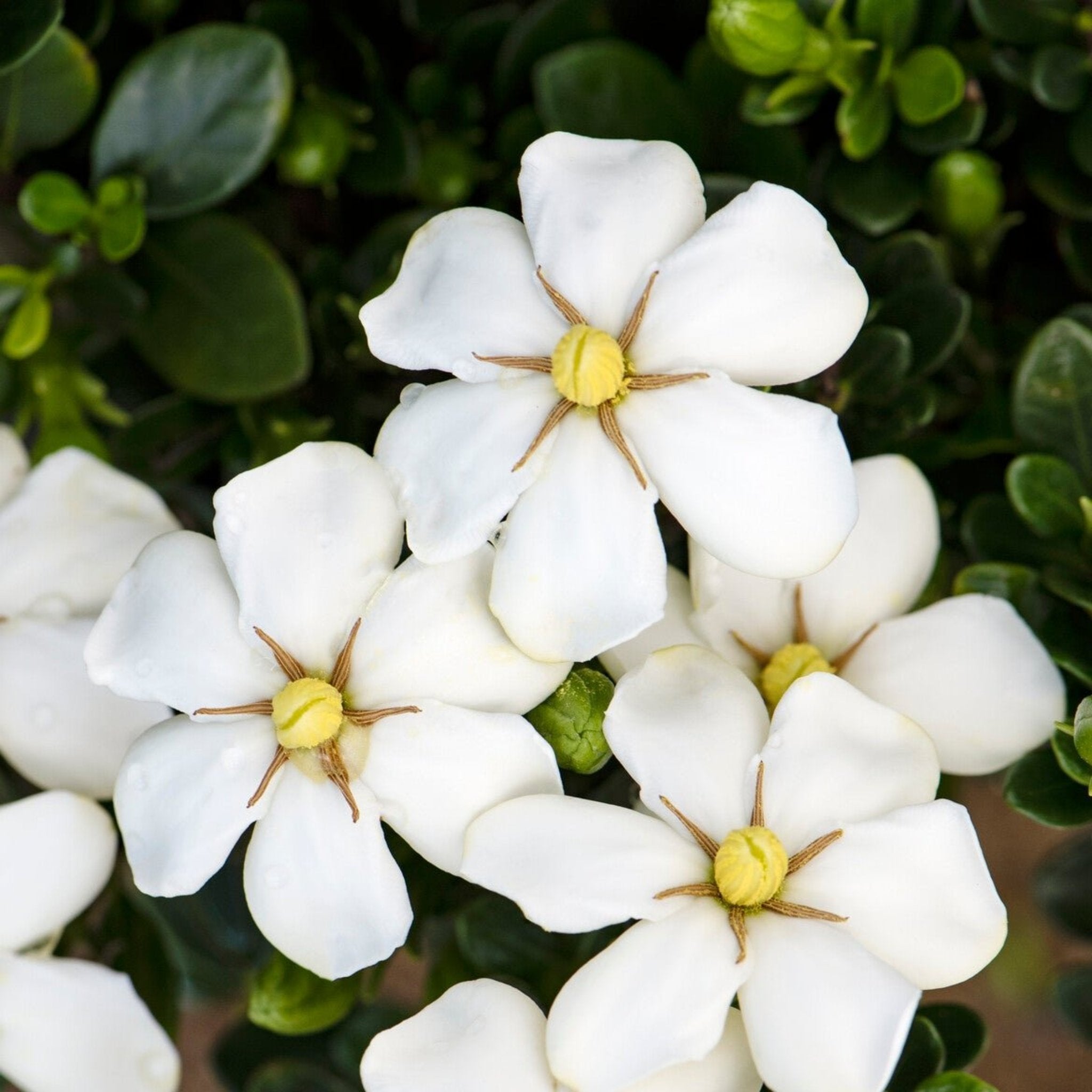 ScentAmazing® Gardenya