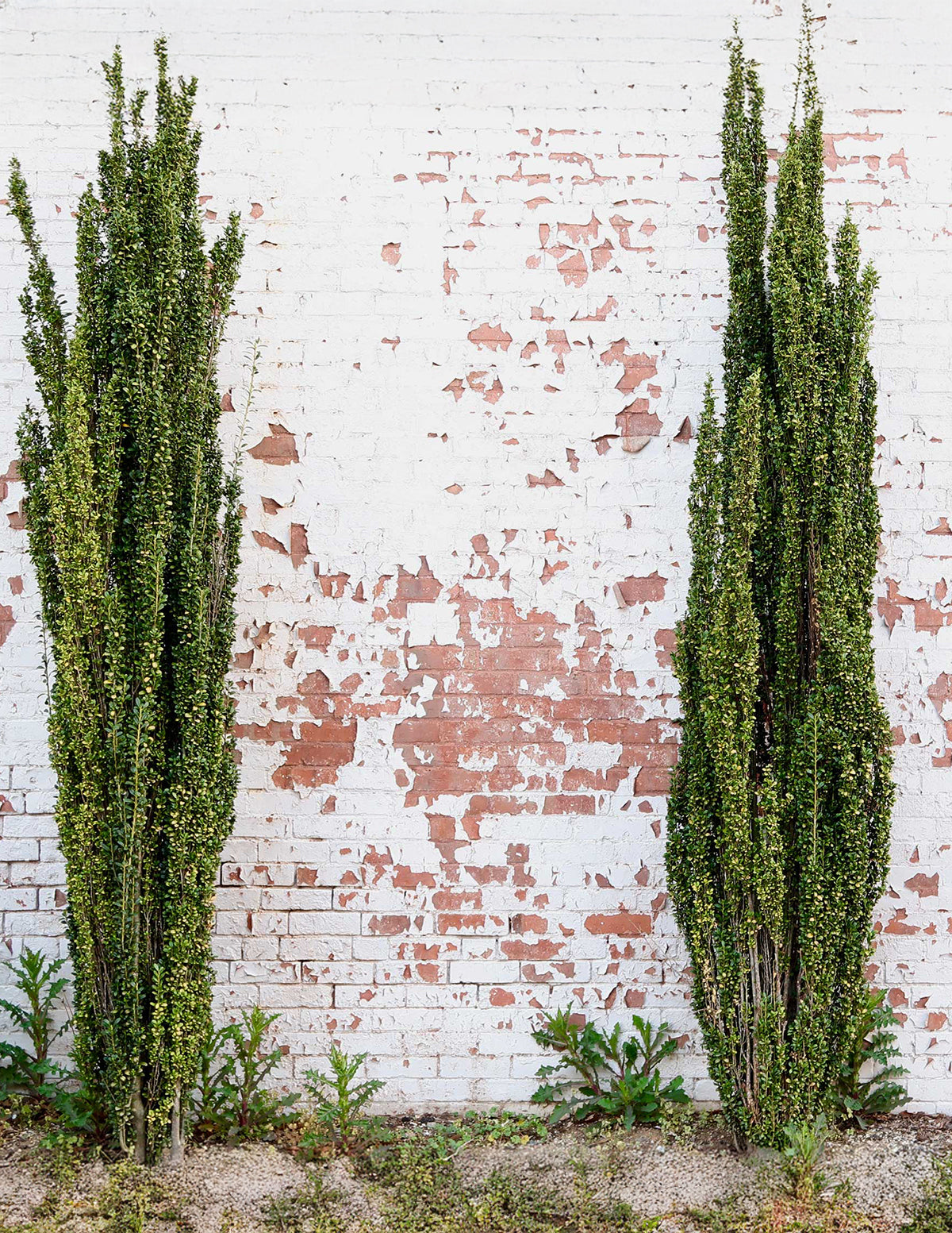 Sky Pencil Holly (Ilex crenata)