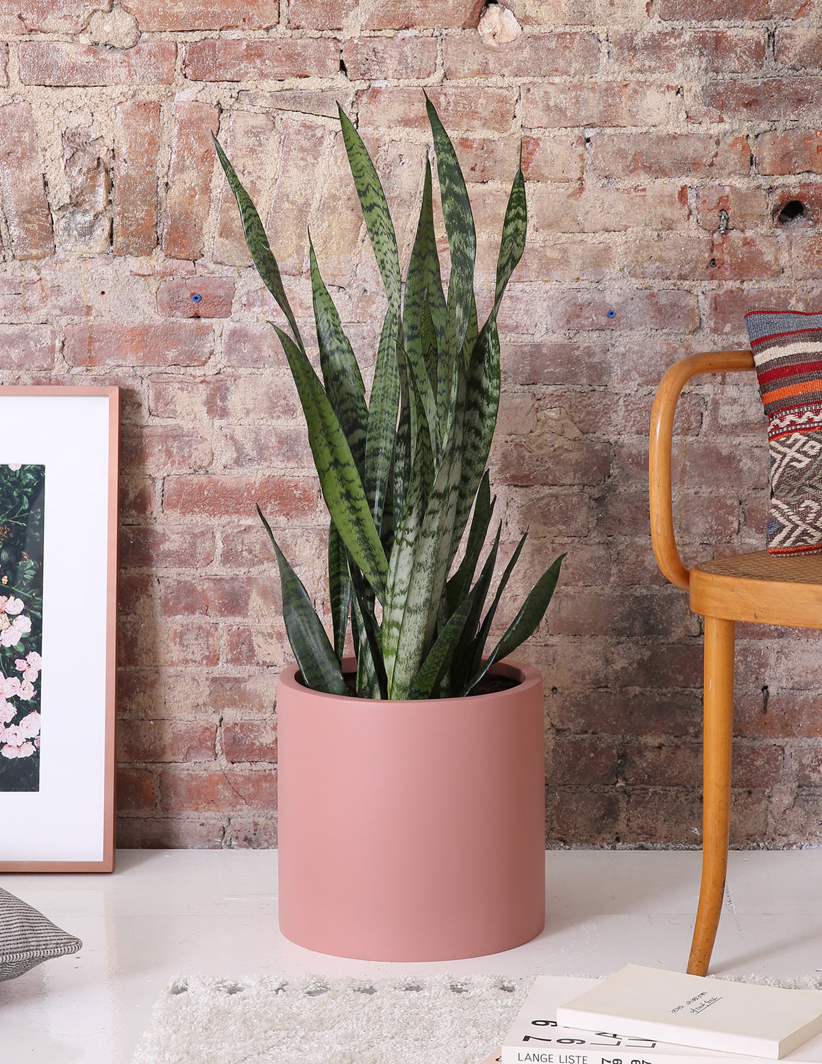 Paşa Kılıcı (Snake Plant) Zeylanica
