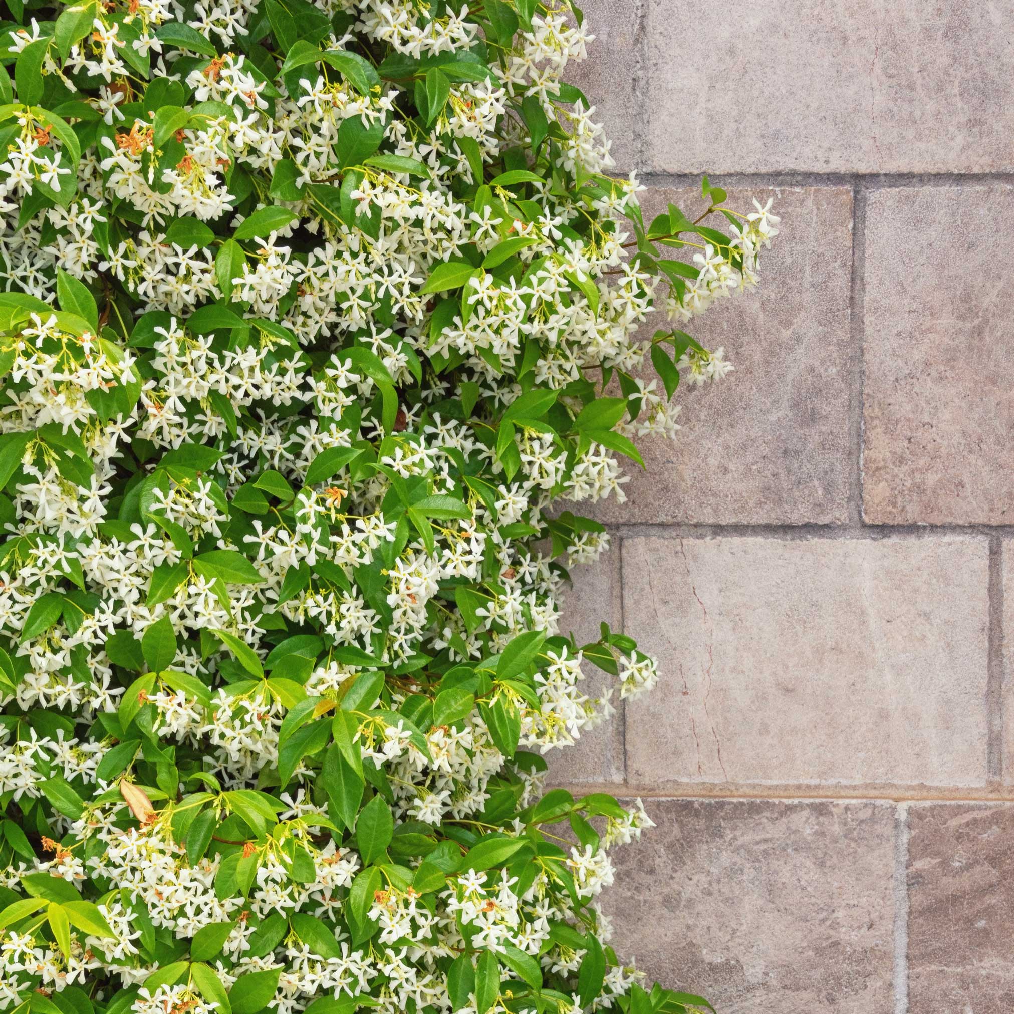 Yıldız Yasemini (Star Jasmine)