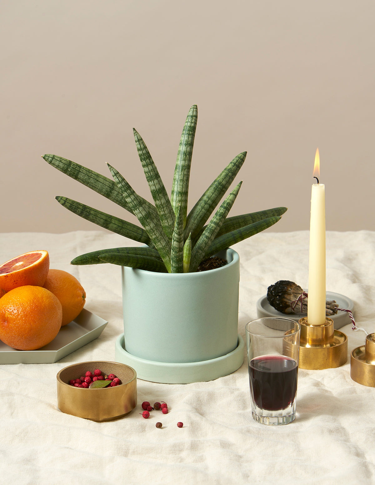 Yıldız Paşa Kılıcı (Snake Plant Starfish)
