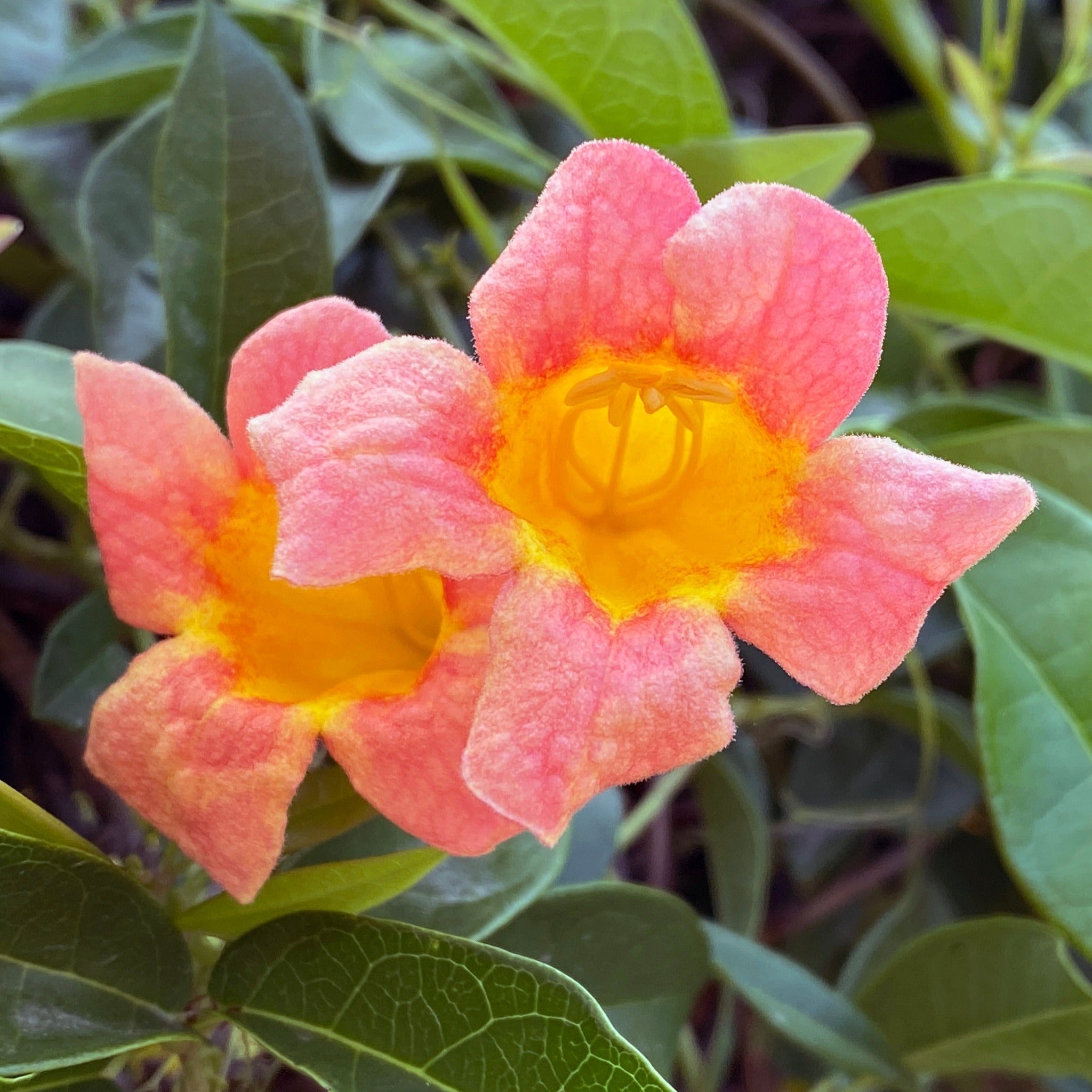 Tangerine Beauty Crossvine (Turuncu Trompet Sarmaşığı)