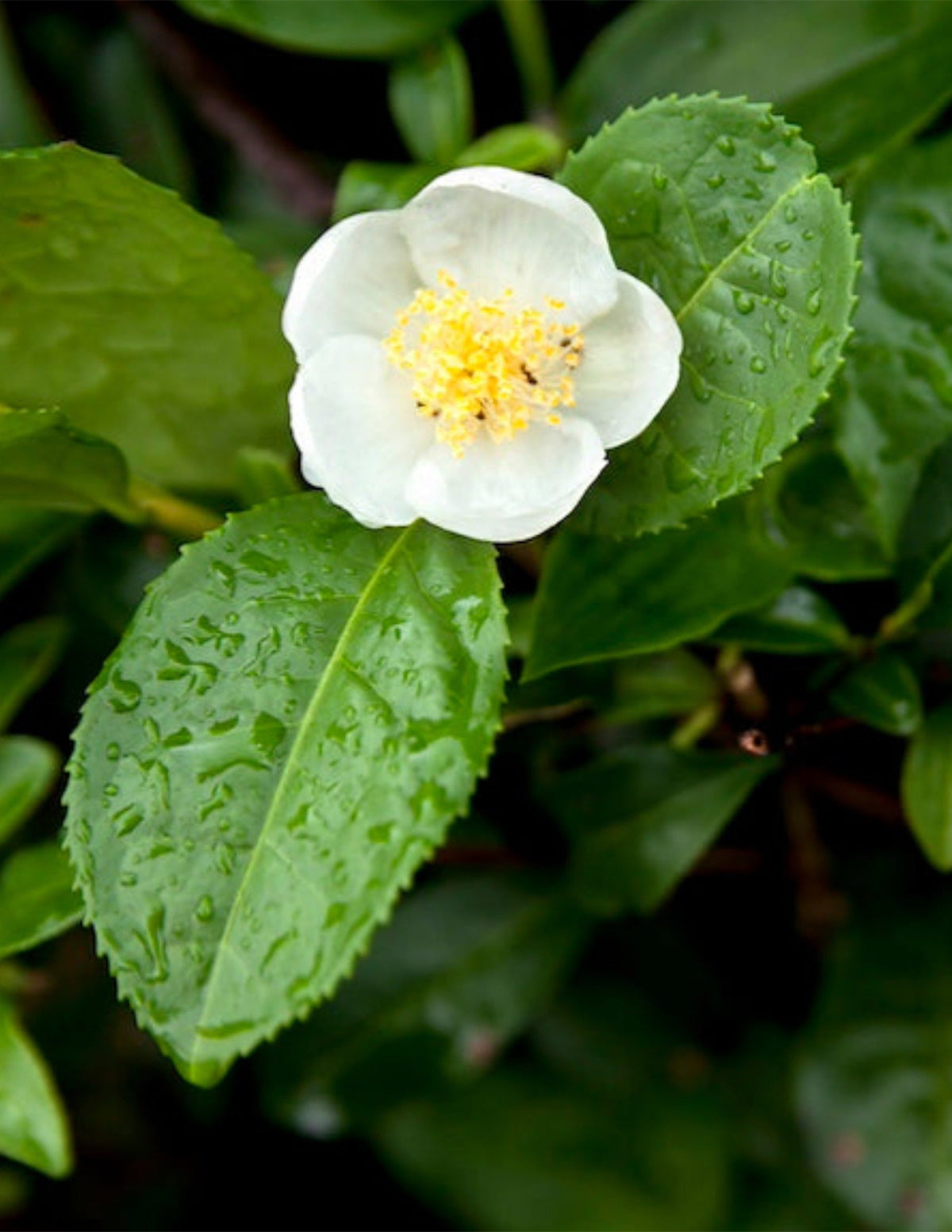 Çay Bitkisi (Camellia sinensis)