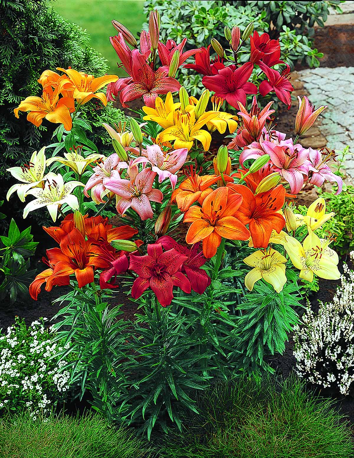 Asya Zambağı (Asiatic Lily) Soğan Karışımı