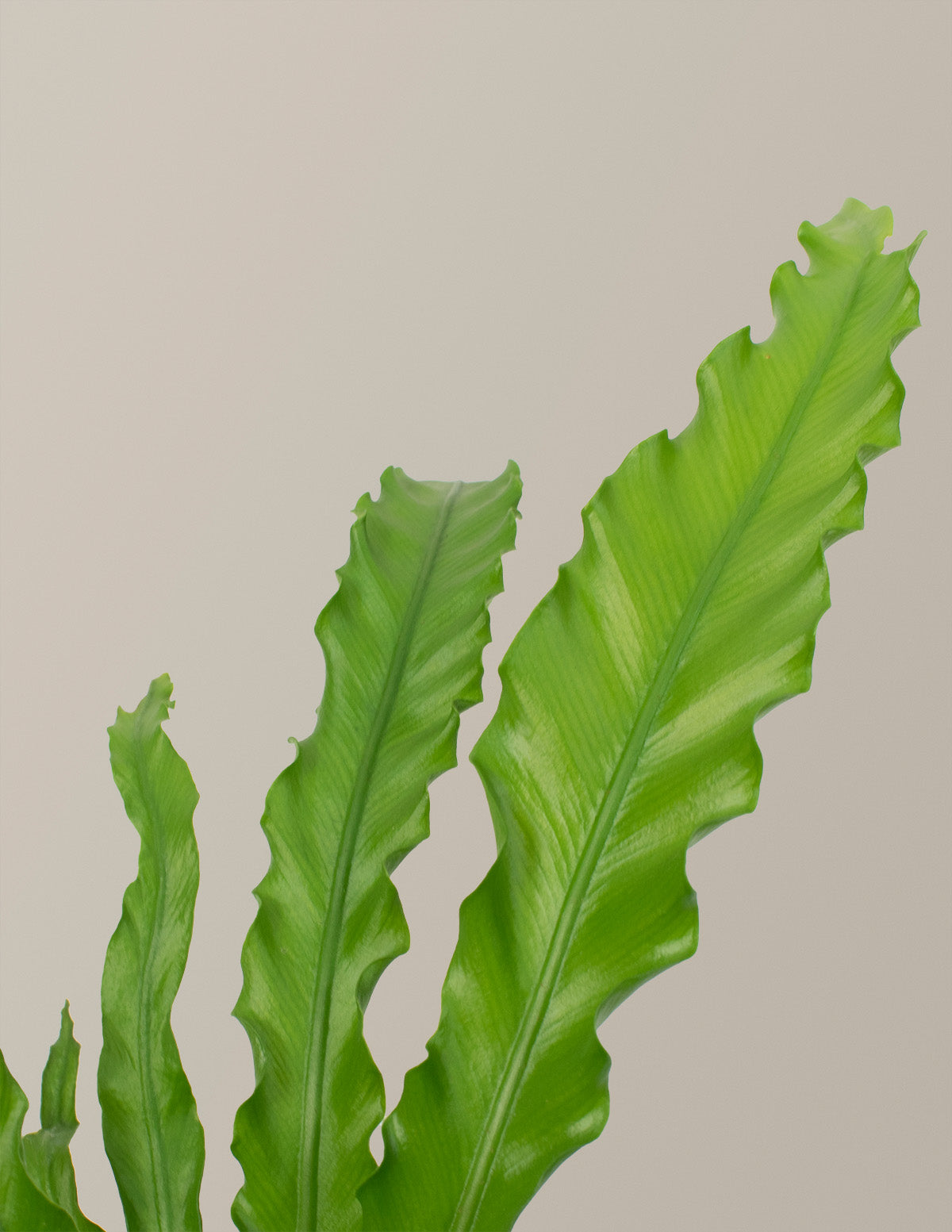Fern Friends Parti Paketi