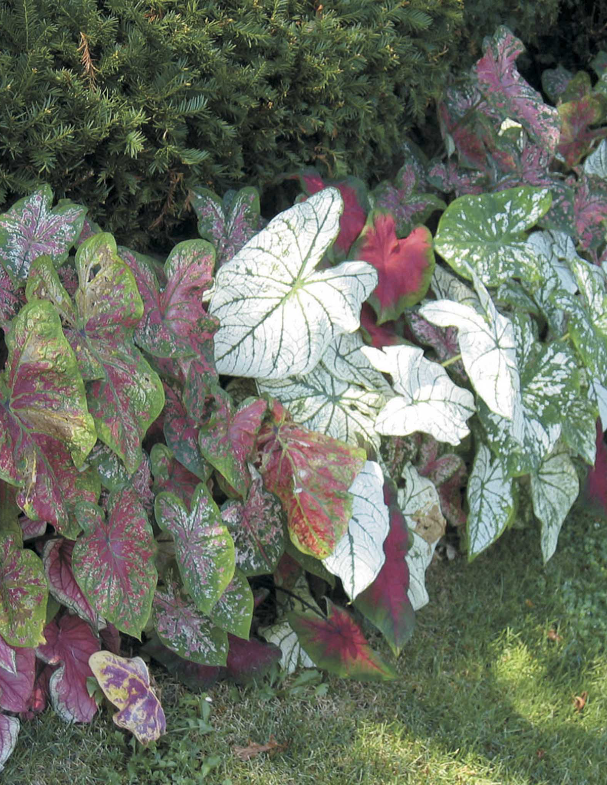Caladium (Yıldız Çiçeği) Soğan Karışımı