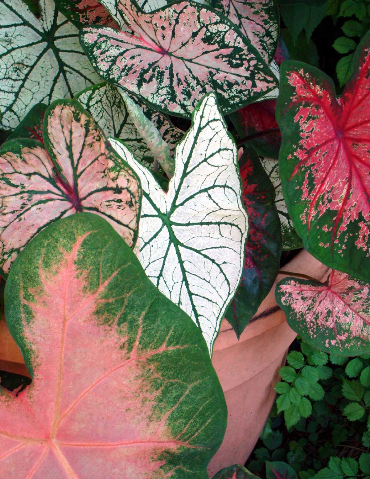 Caladium (Yıldız Çiçeği) Soğan Karışımı
