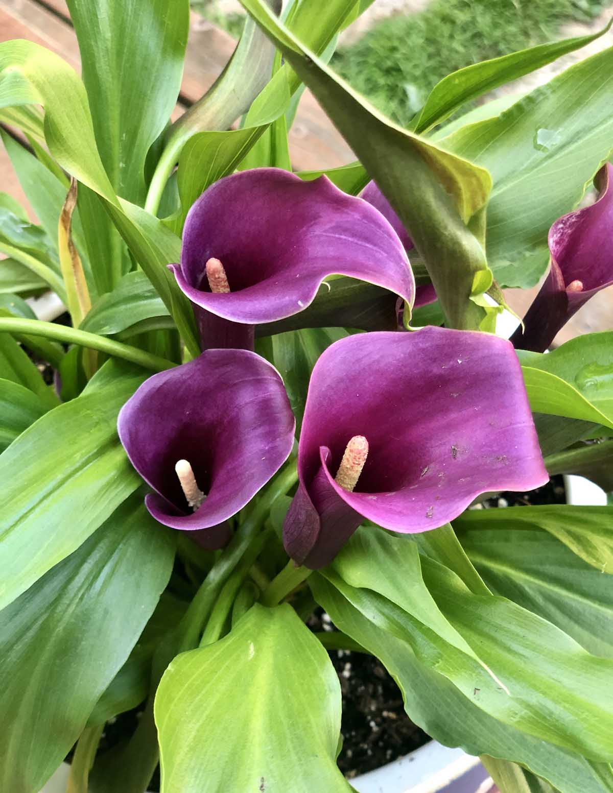 Purple Sensation Calla Lily Soğanları