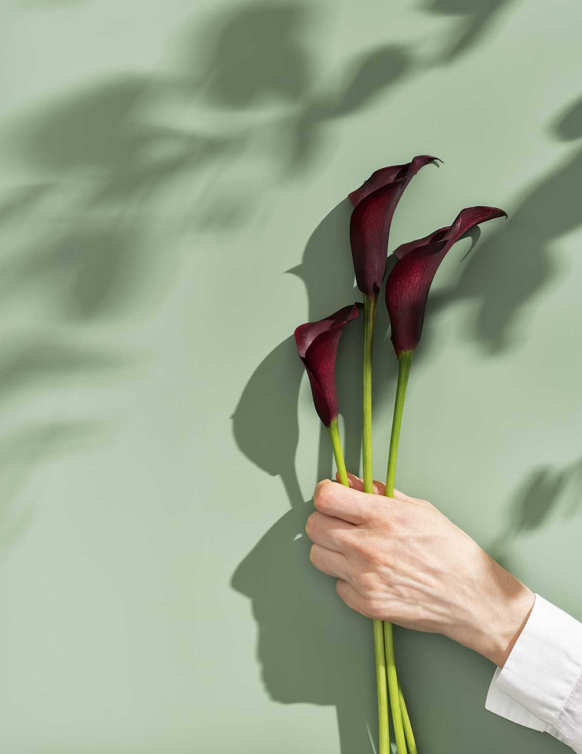 Purple Sensation Calla Lily Soğanları