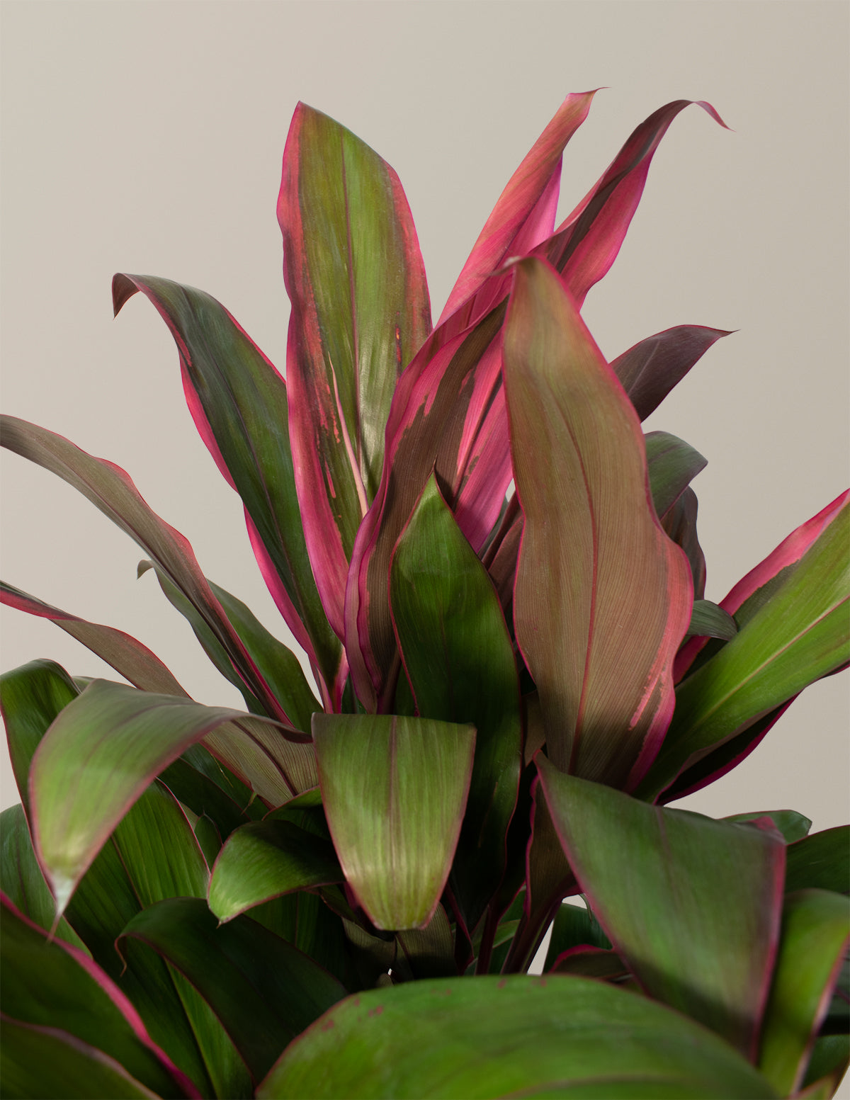 Büyük Boy Cordyline Maria