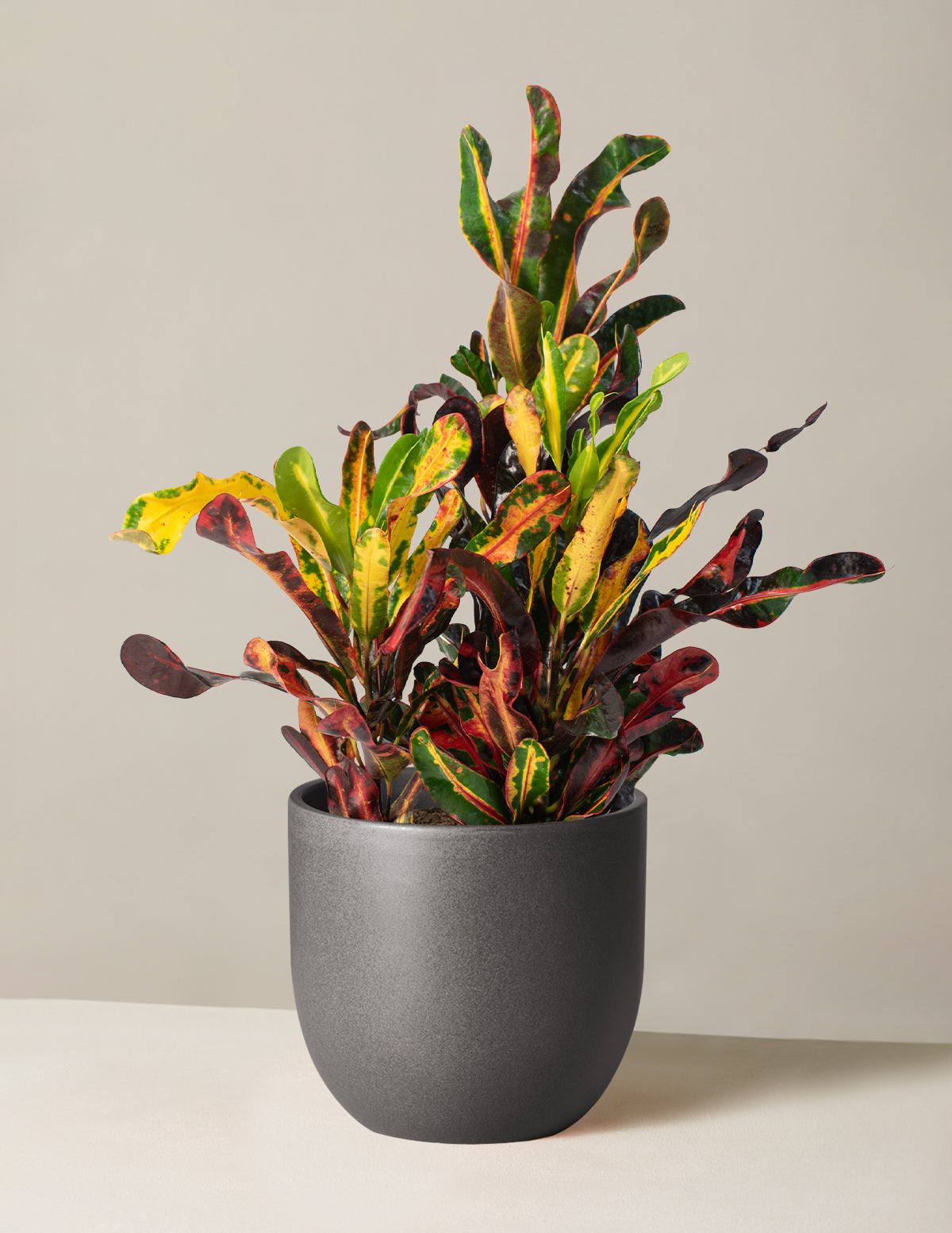Burgu Yapraklı Kroton (Corkscrew Croton)