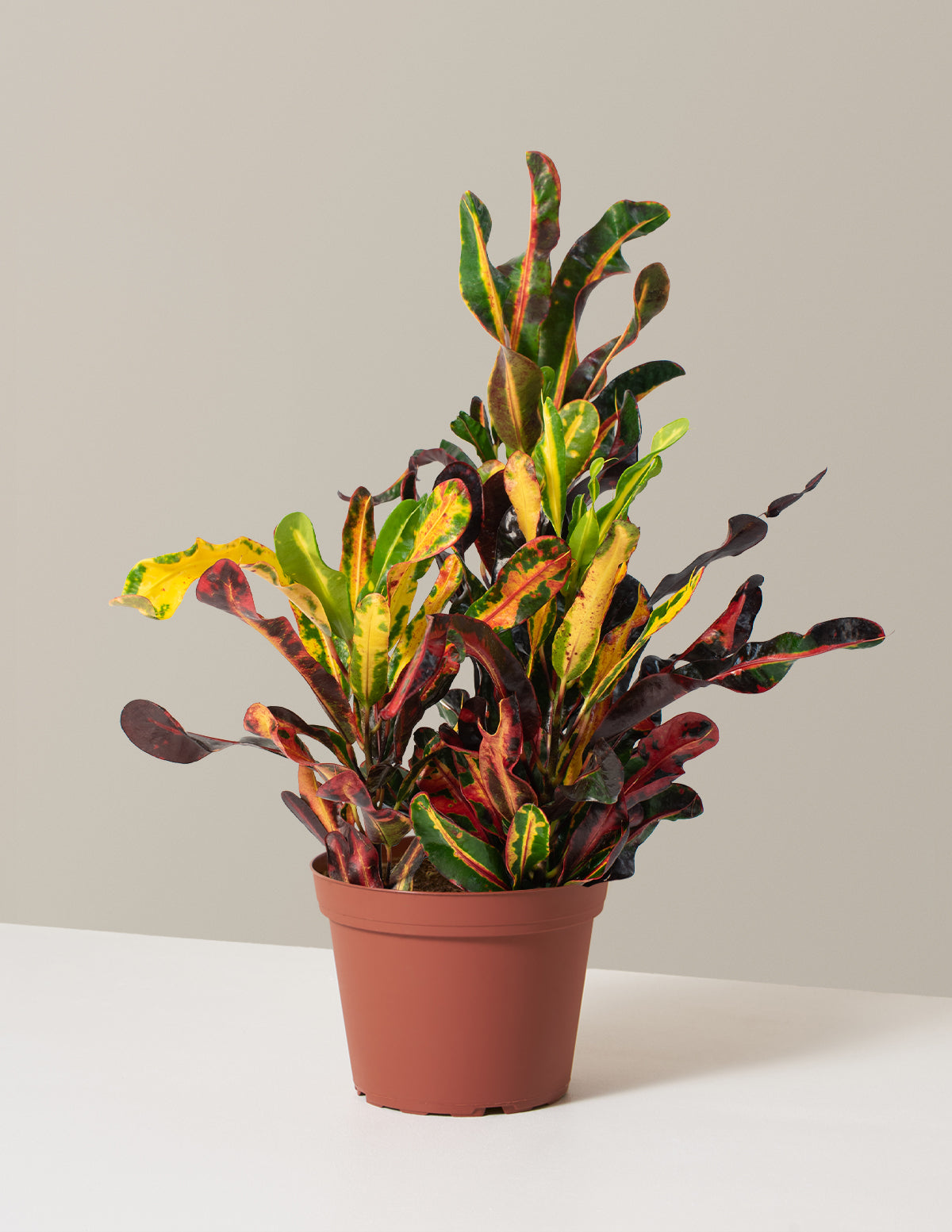 Burgu Yapraklı Kroton (Corkscrew Croton)