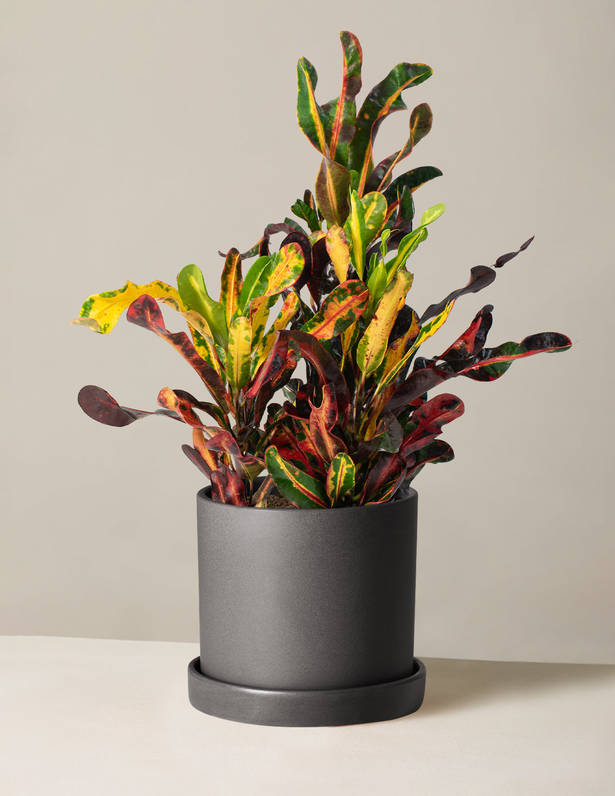 Burgu Yapraklı Kroton (Corkscrew Croton)