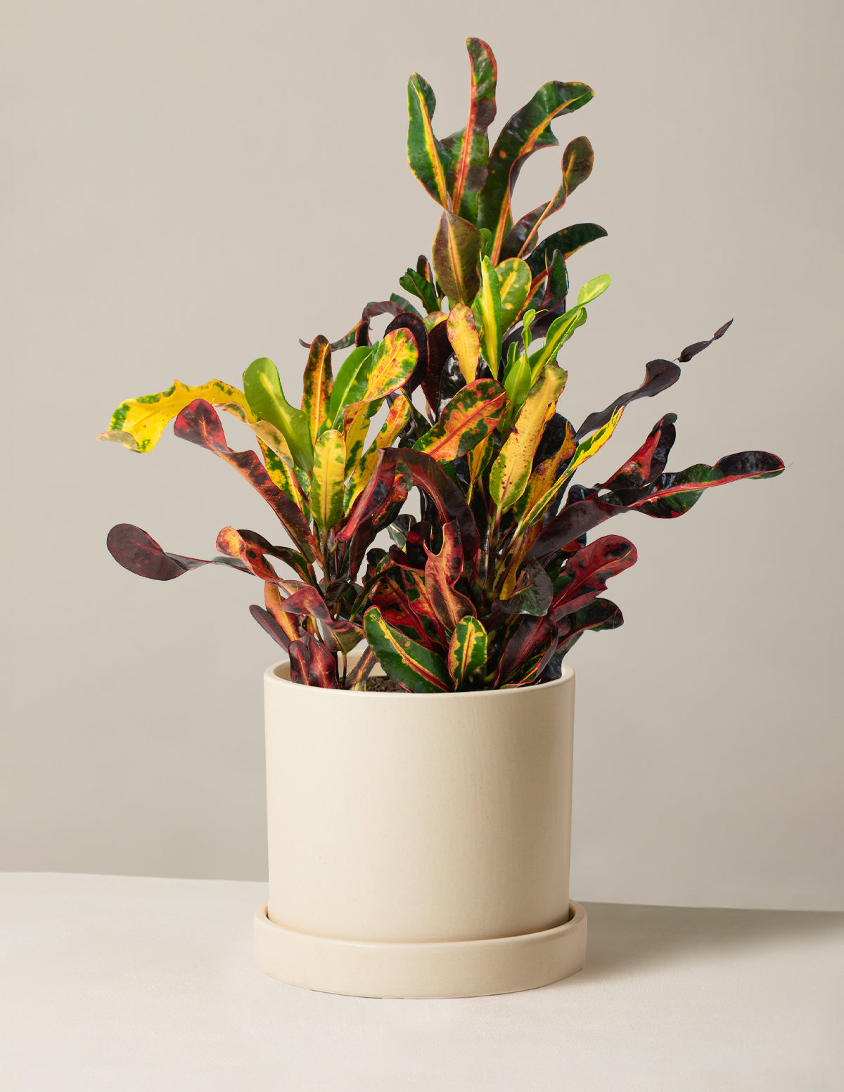 Burgu Yapraklı Kroton (Corkscrew Croton)