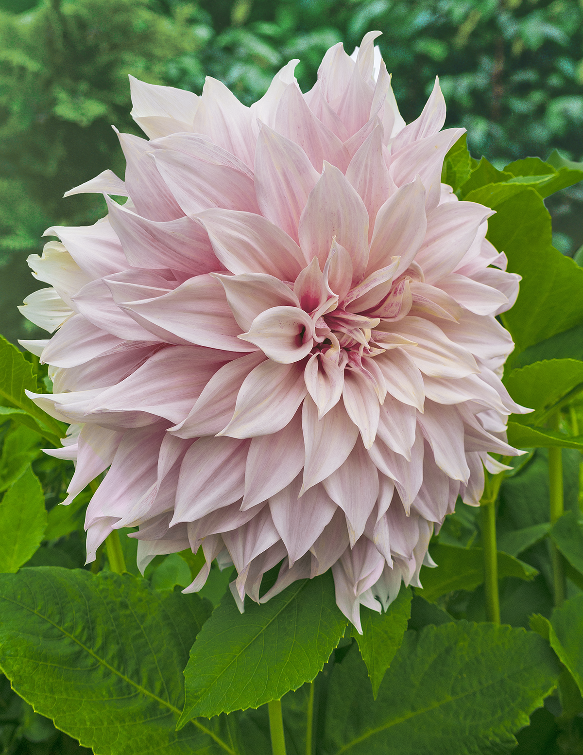 Café au Lait Yıldız Çiçeği (Dahlia)
