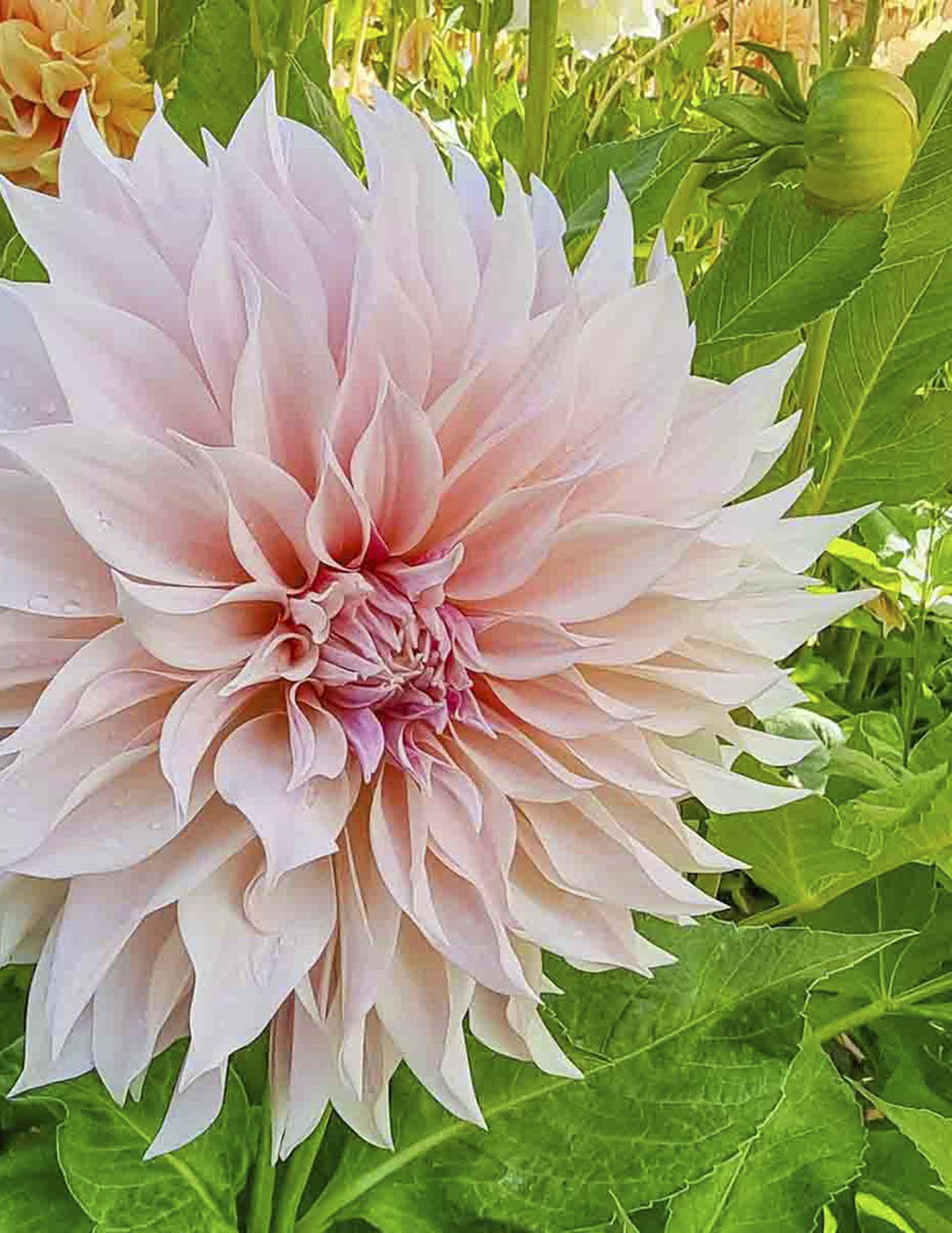 Café au Lait Yıldız Çiçeği (Dahlia)