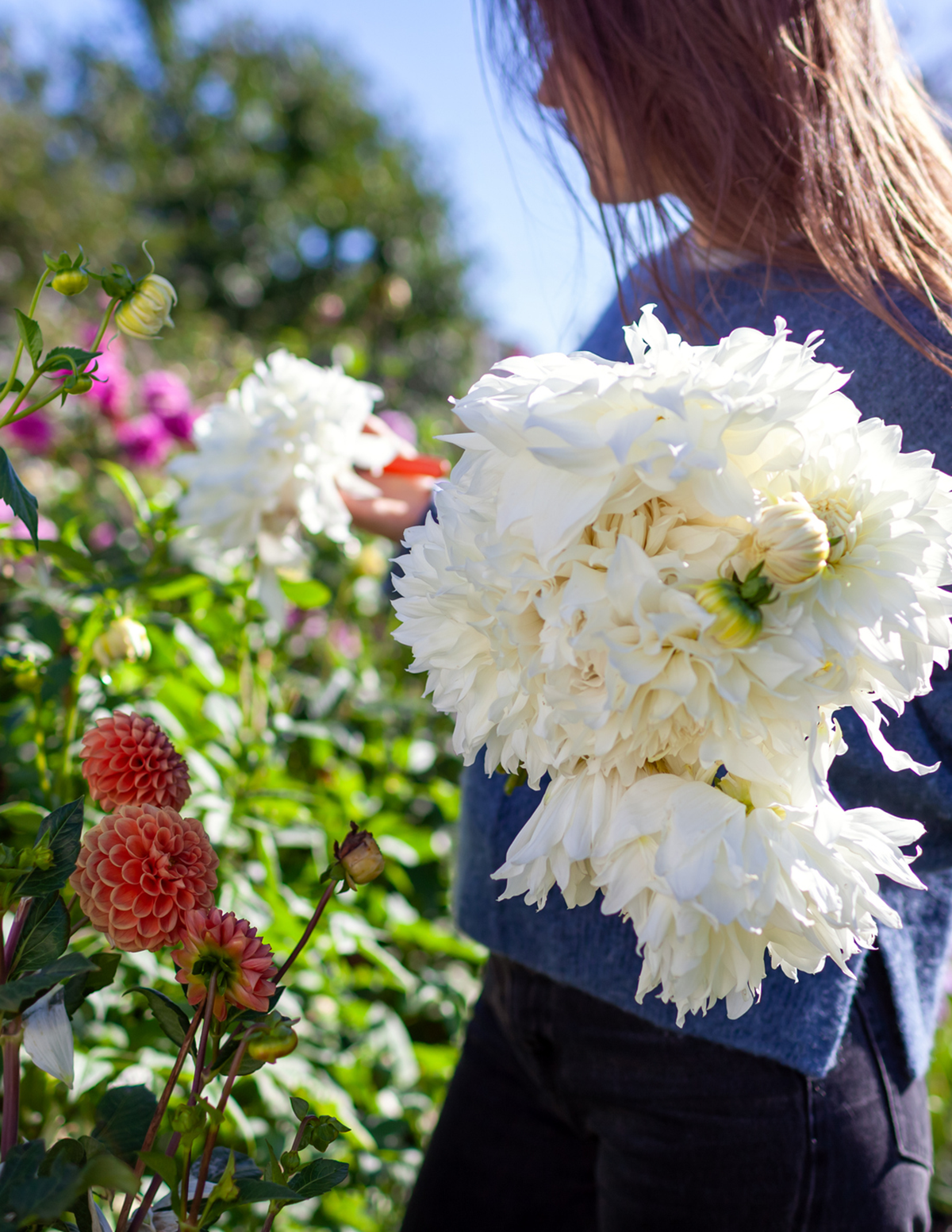 Fleurel® Yıldız Çiçeği (Dahlia)