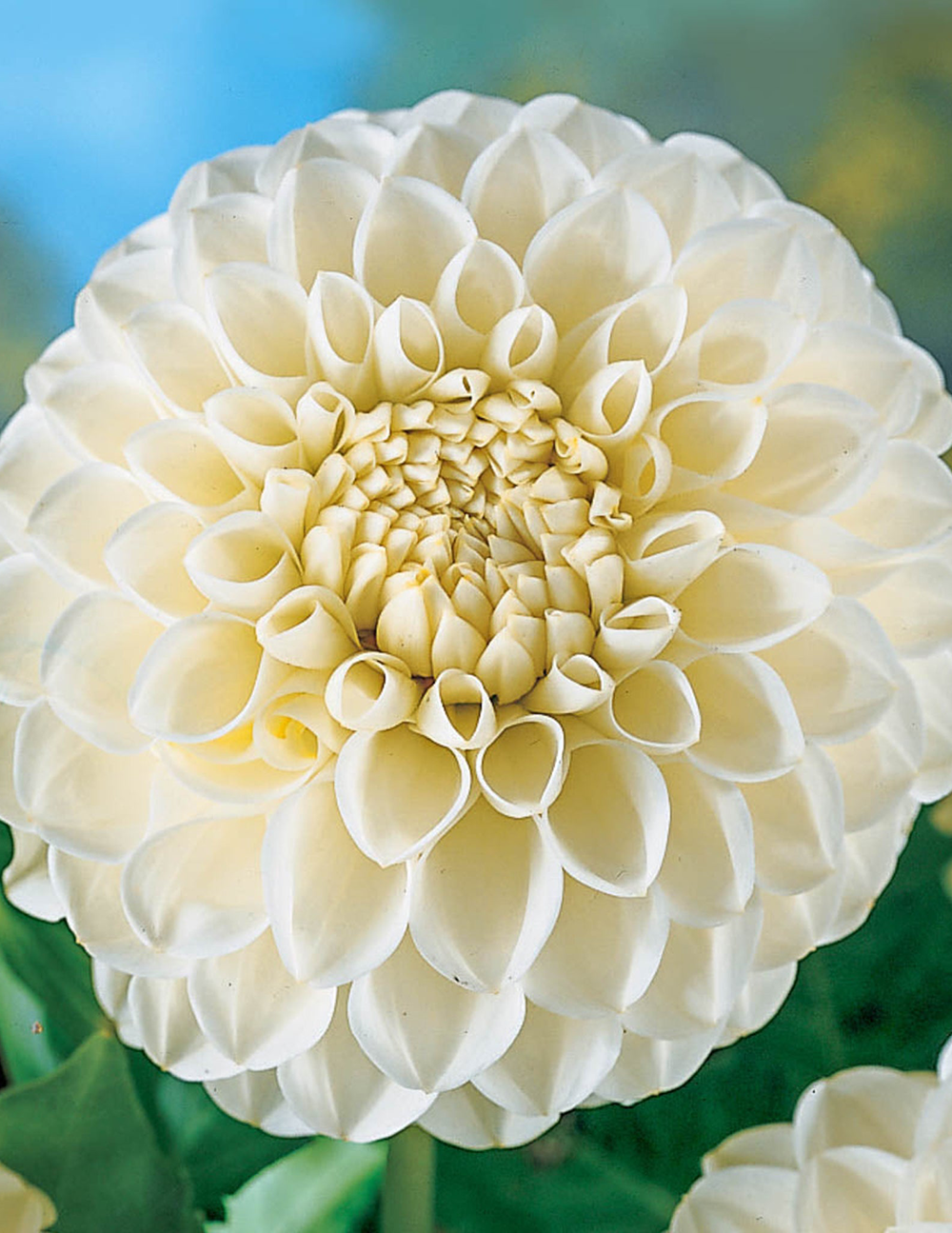 Boom Boom White Yıldız Çiçeği (Dahlia)