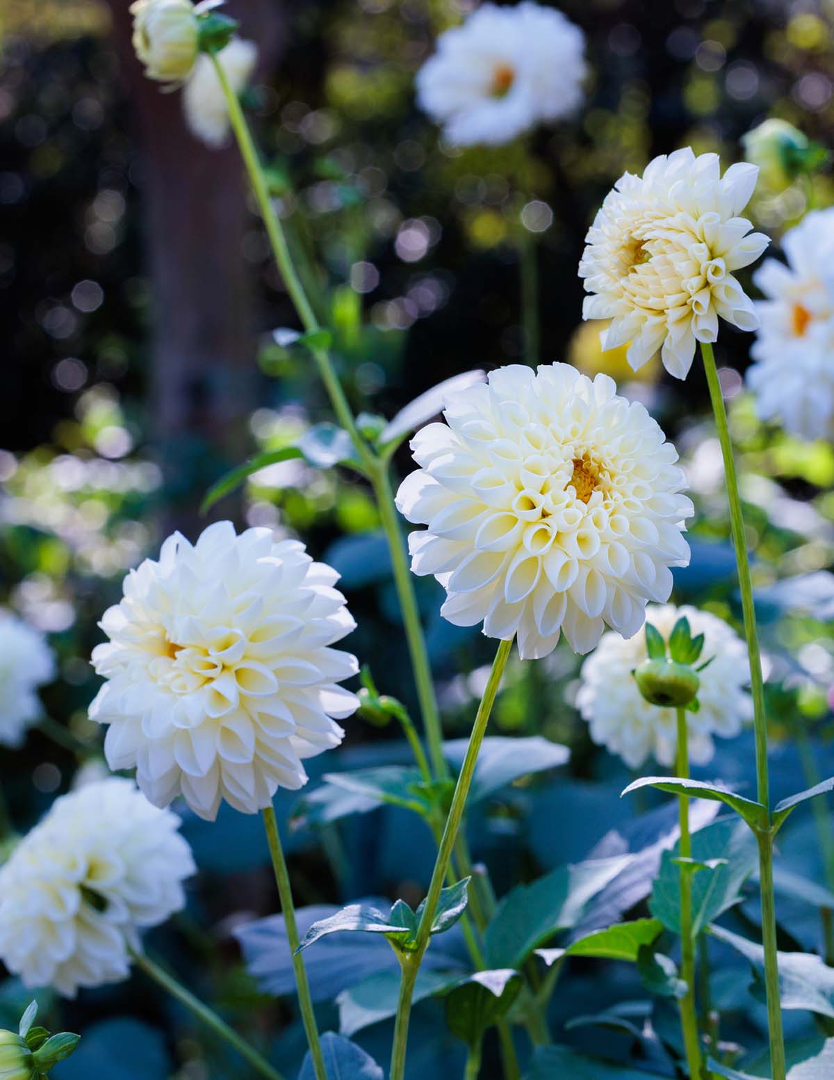 Dev Top Dahlia Karışımı