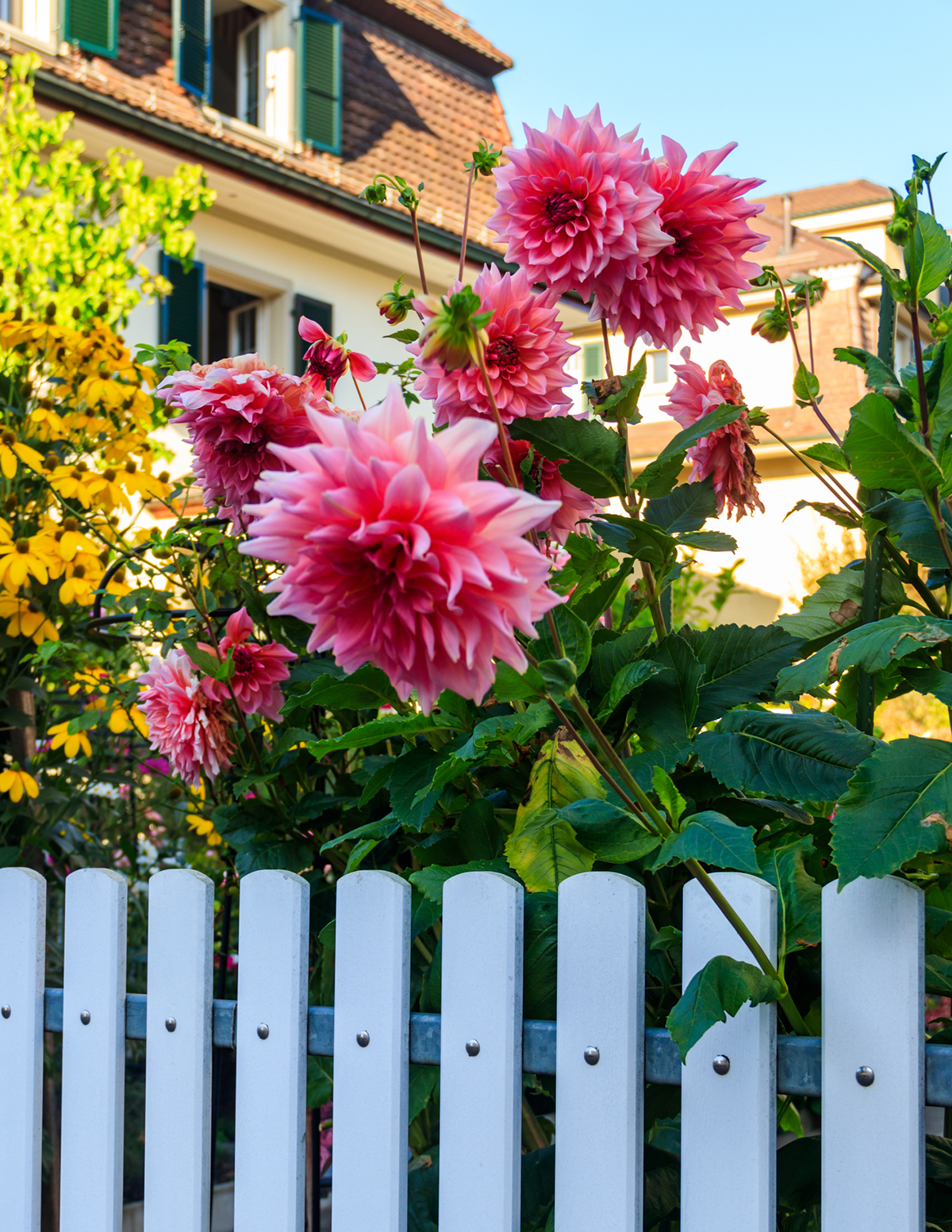 Dinnerplate Dahlia (Tabak Yıldızı) Karışımı