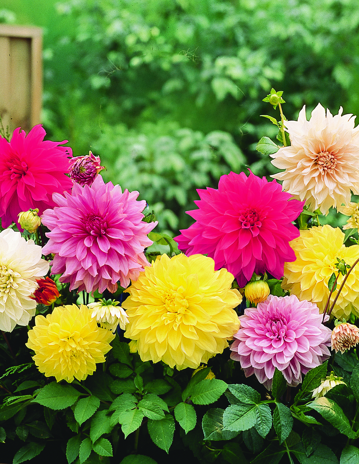 Dinnerplate Dahlia (Tabak Yıldızı) Karışımı