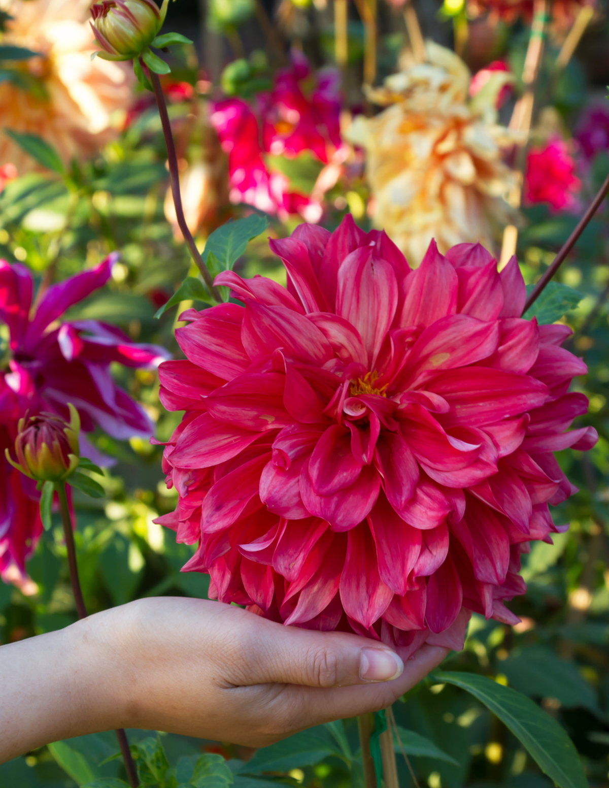 Dinnerplate Dahlia (Tabak Yıldızı) Karışımı