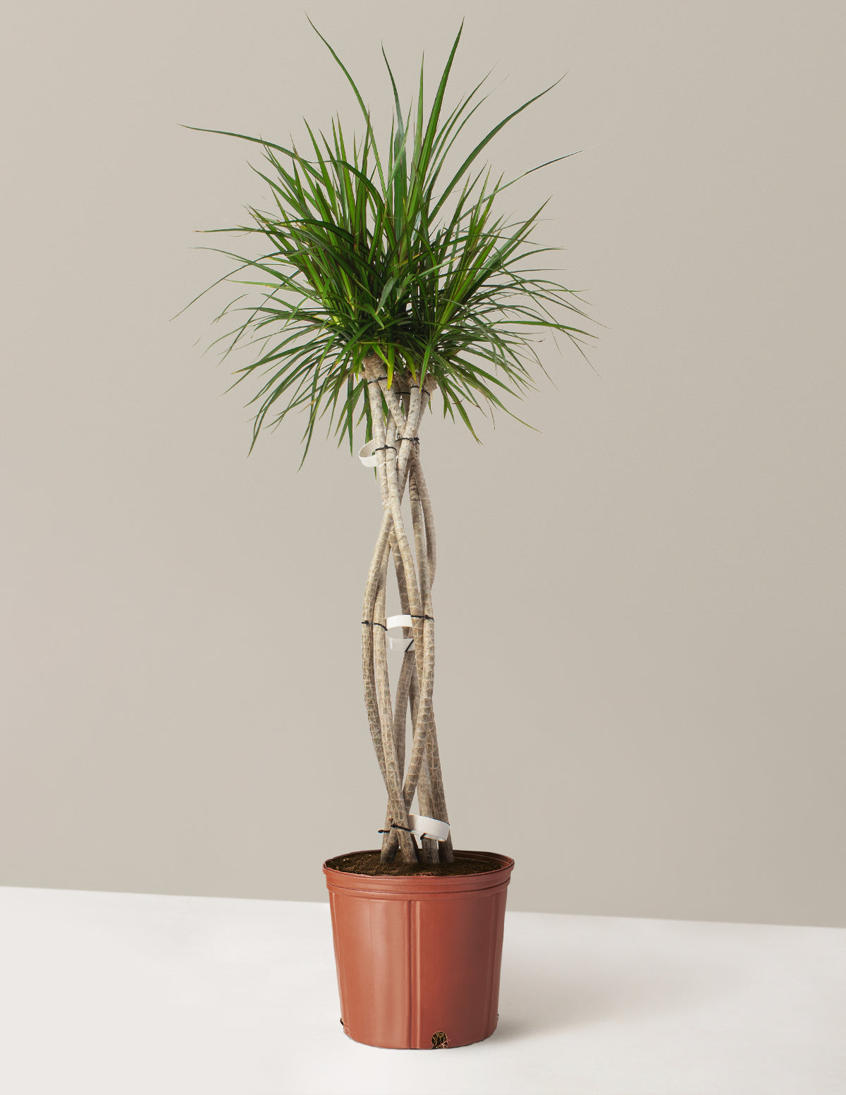 Dracaena Marginata Örgü Gövdeli (Open Weave)
