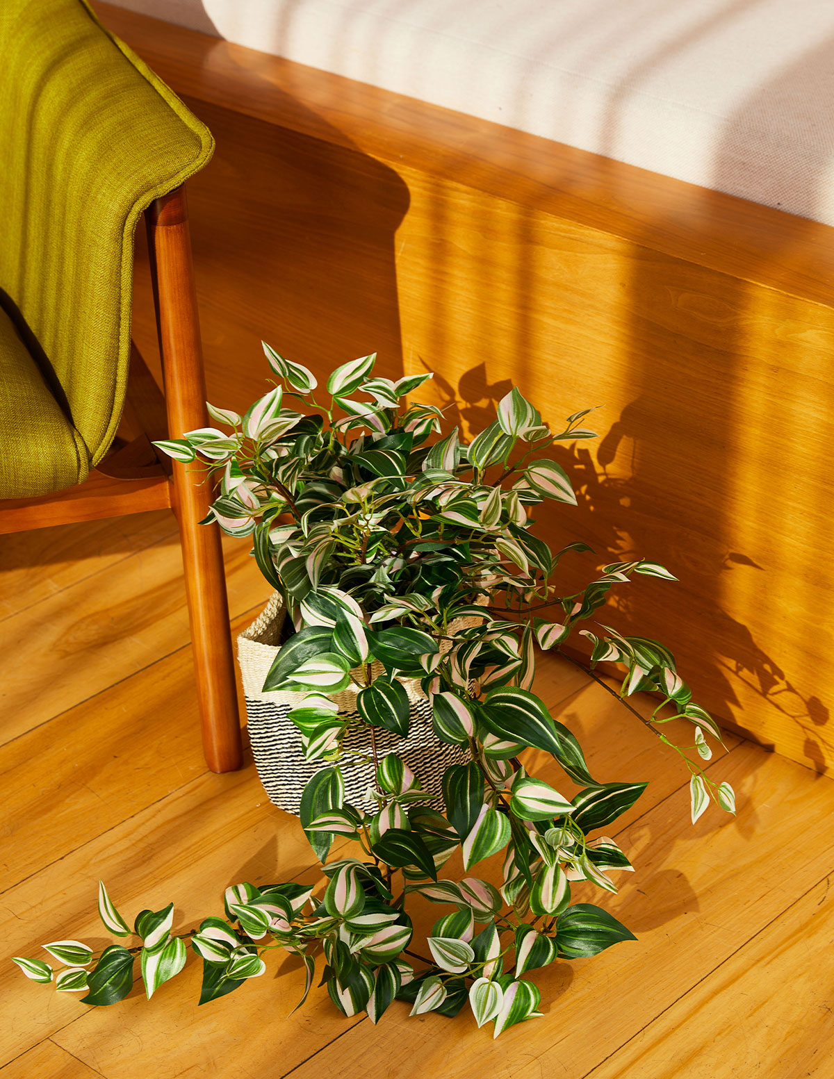 Yapay Tradescantia Zebrina