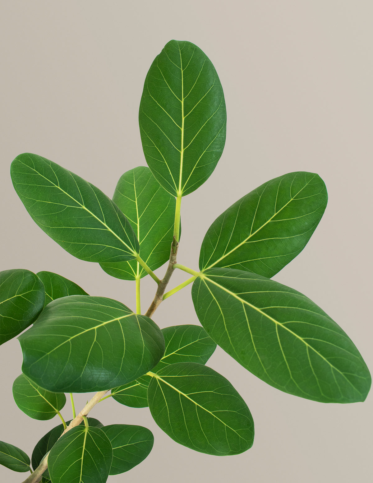 Ficus Audrey Ağacı