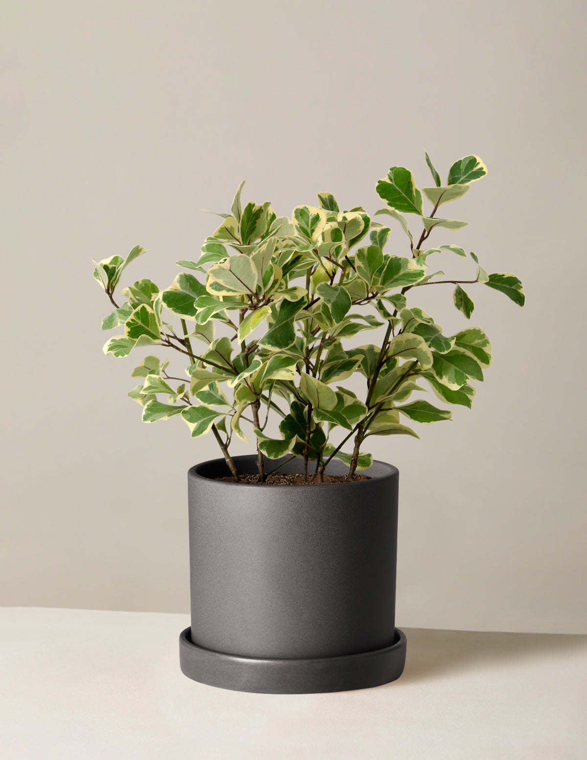 Alacalı Ficus Triangularis