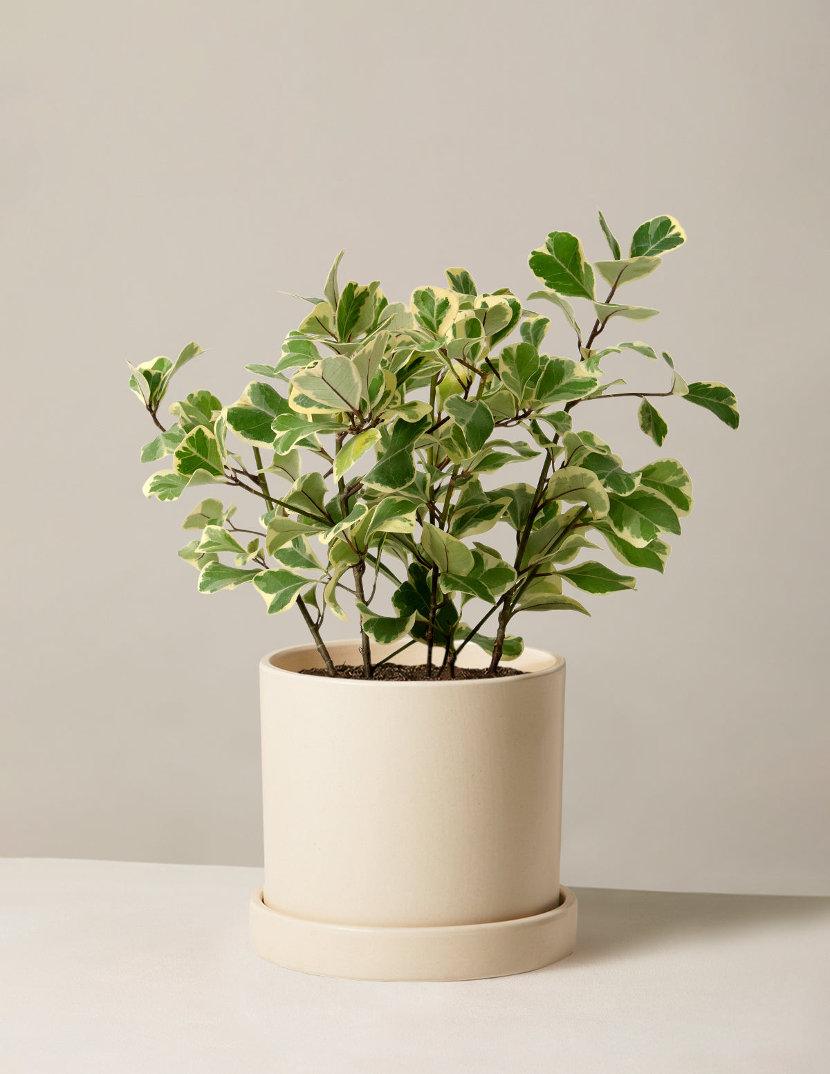 Alacalı Ficus Triangularis