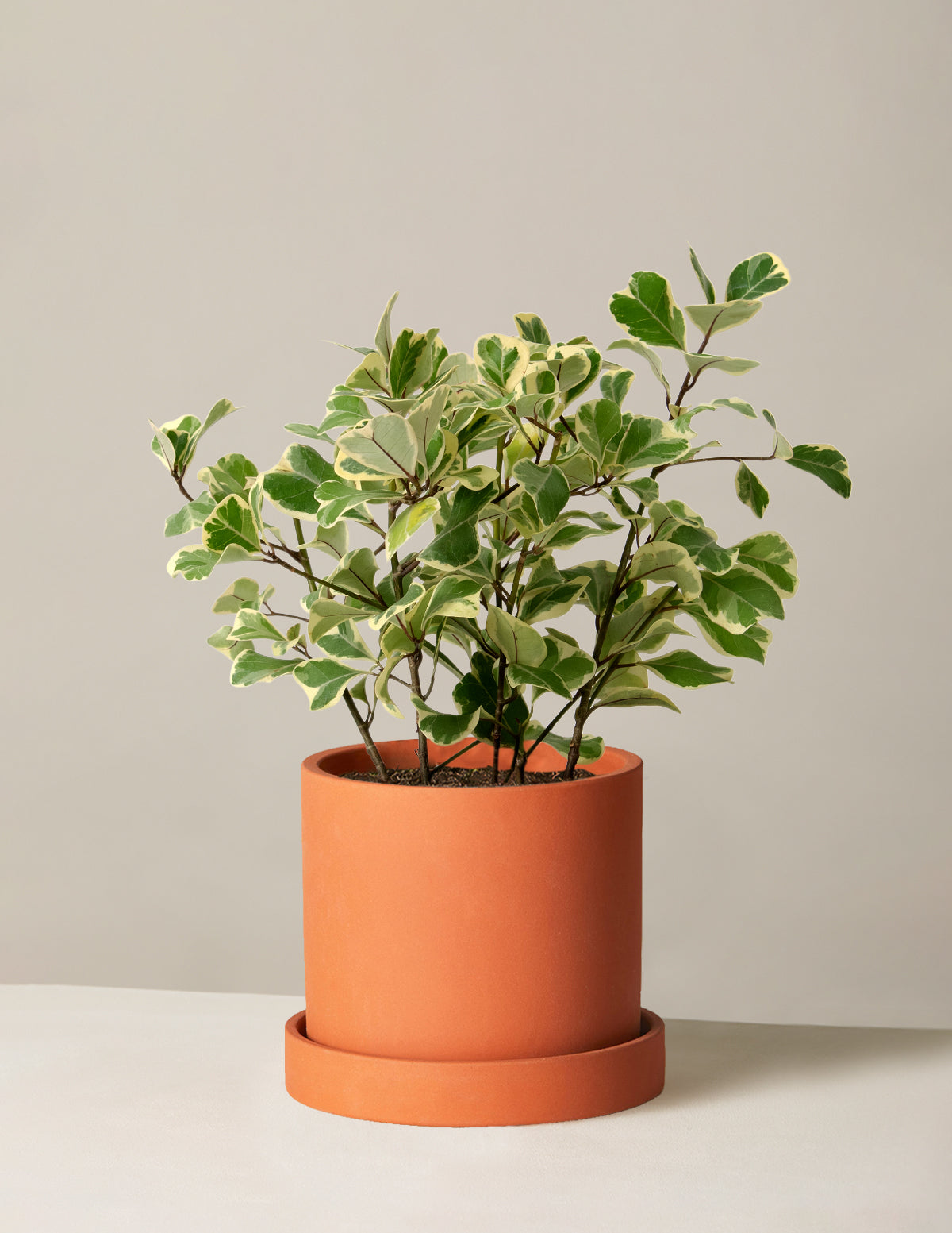 Alacalı Ficus Triangularis
