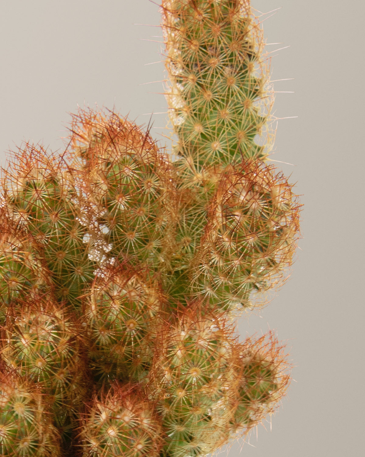 Ladyfinger Kaktüsü (Mammillaria elongata)
