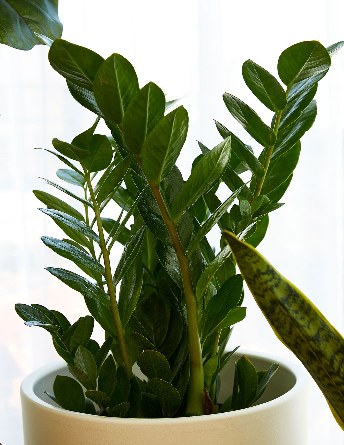 ZZ Bitkisi (Zamioculcas zamiifolia)