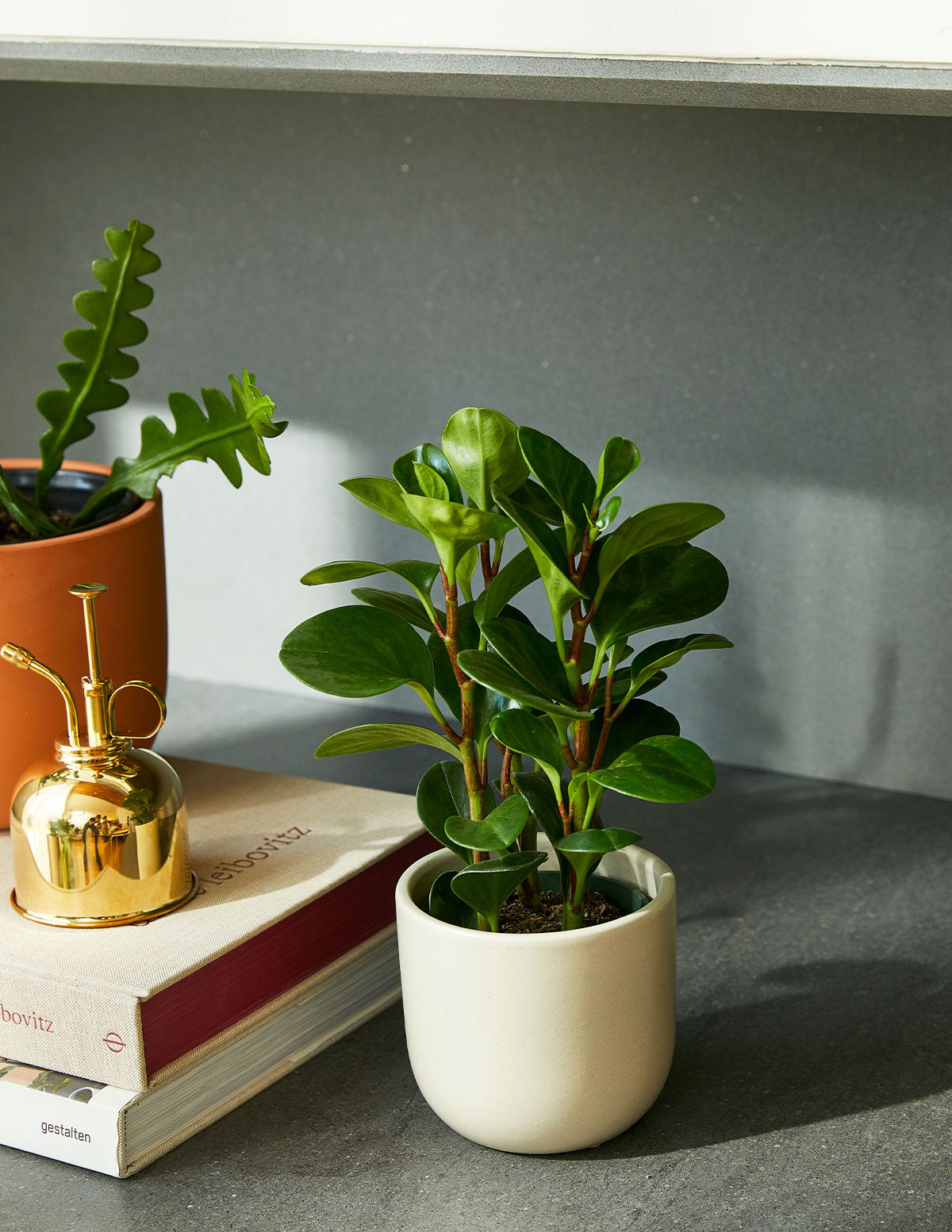 Baby Rubber Plant (Peperomia obtusifolia)